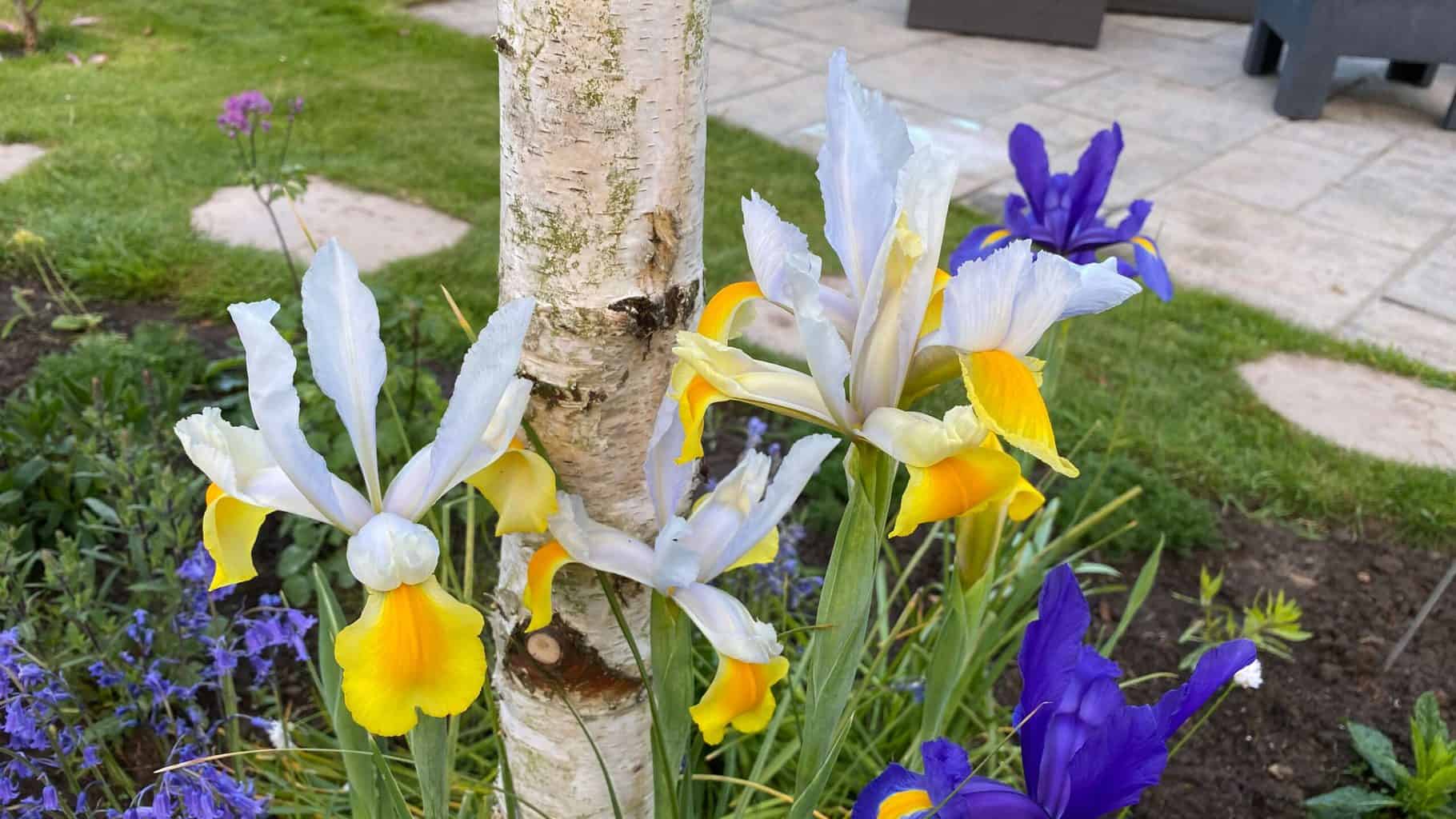 May Gardening - What To Do in the Garden in May May-gardening-mixed-irises-02