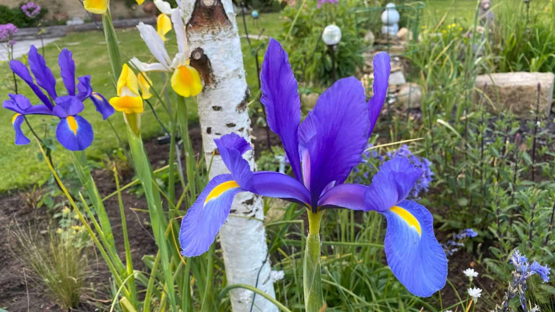 May Gardening - What To Do in the Garden in May May-gardening-mixed-irises