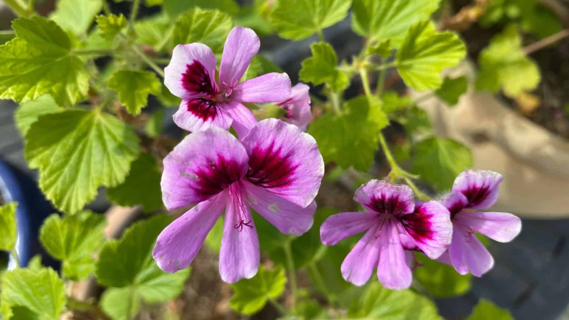 May Gardening - What To Do in the Garden in May May-gardening-orange-pelargonium
