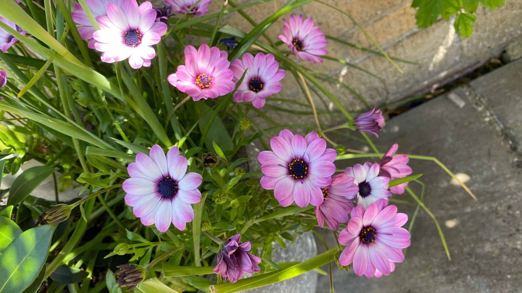 May Gardening - What To Do in the Garden in May May-gardening-osteospermum