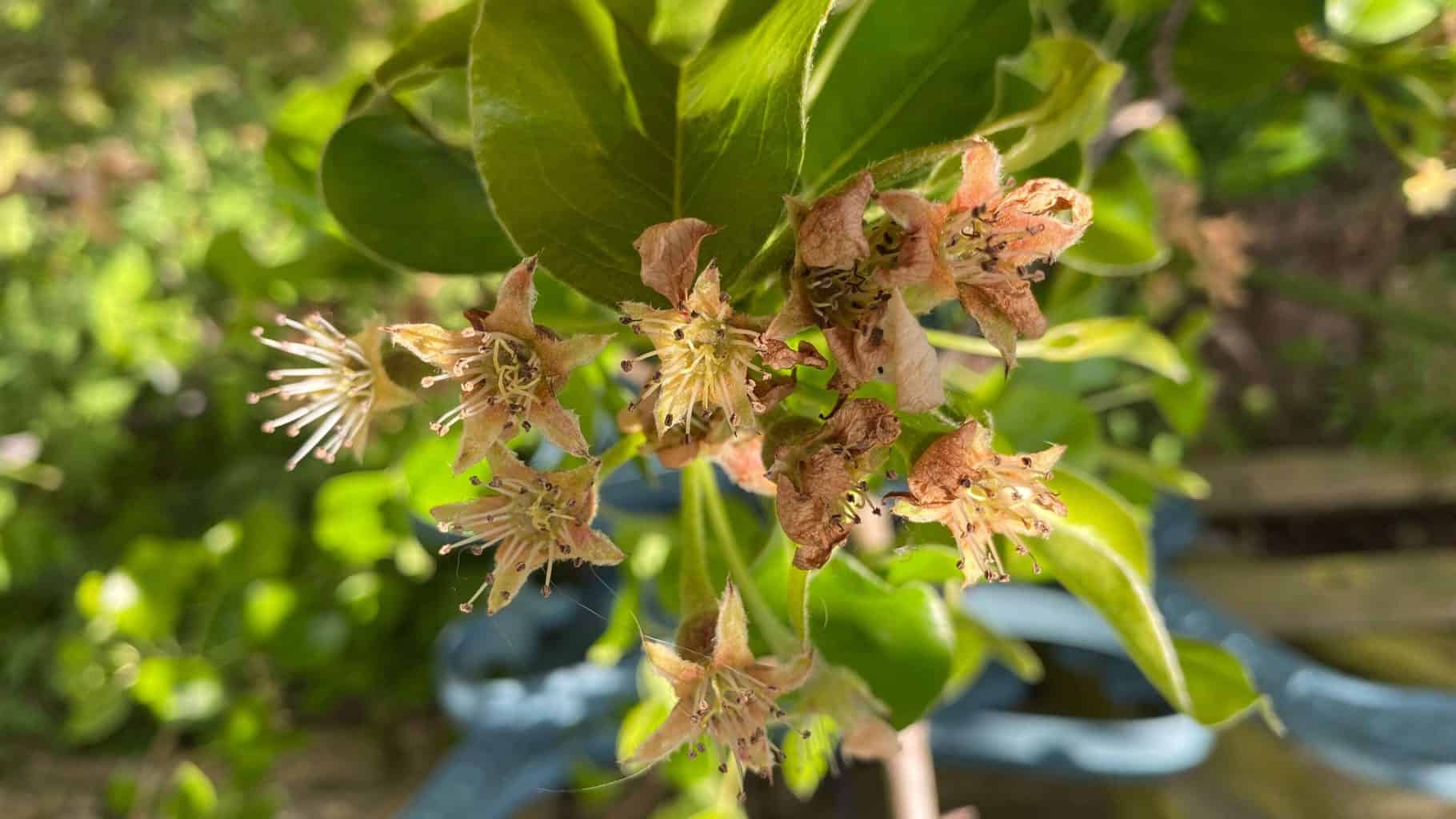 May Gardening - What To Do in the Garden in May May-gardening-pears