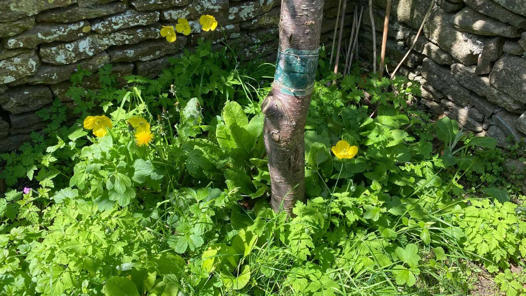 May Gardening - What To Do in the Garden in May May-gardening-primroses-poppies