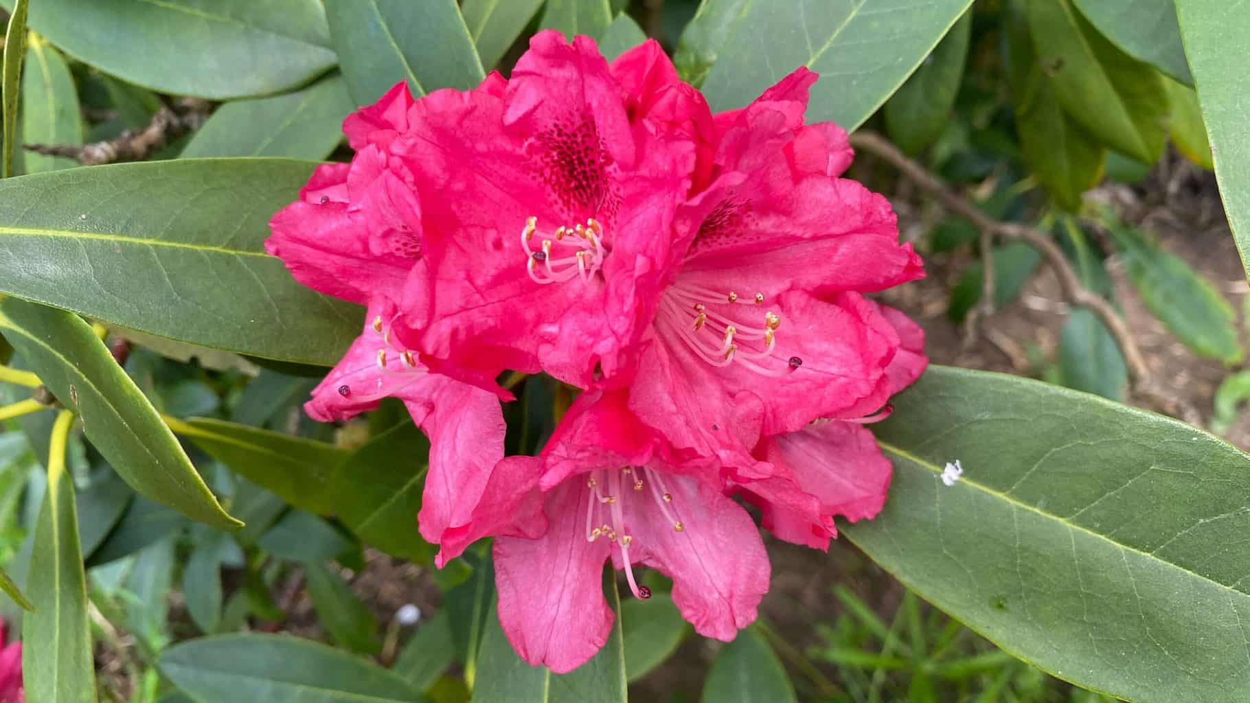 May Gardening - What To Do in the Garden in May May-gardening-rhododendron-pink