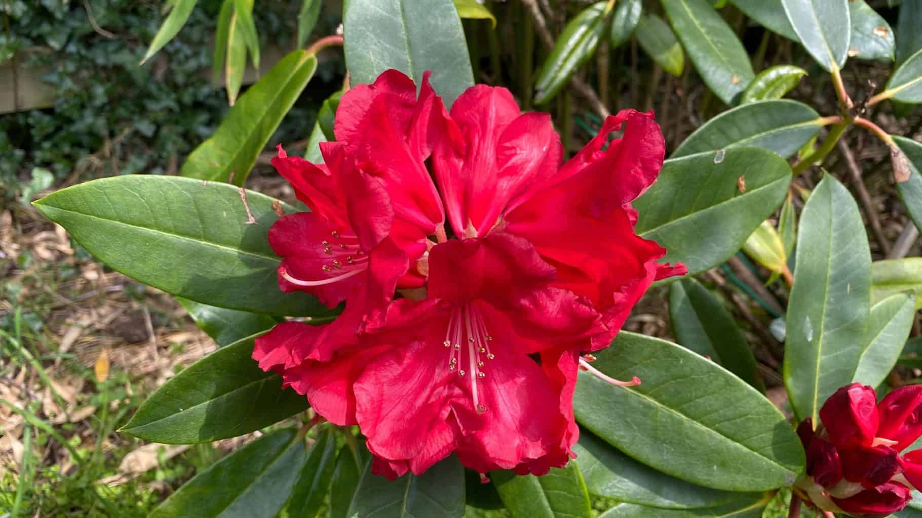 May Gardening - What To Do in the Garden in May May-gardening-rhododendron-red