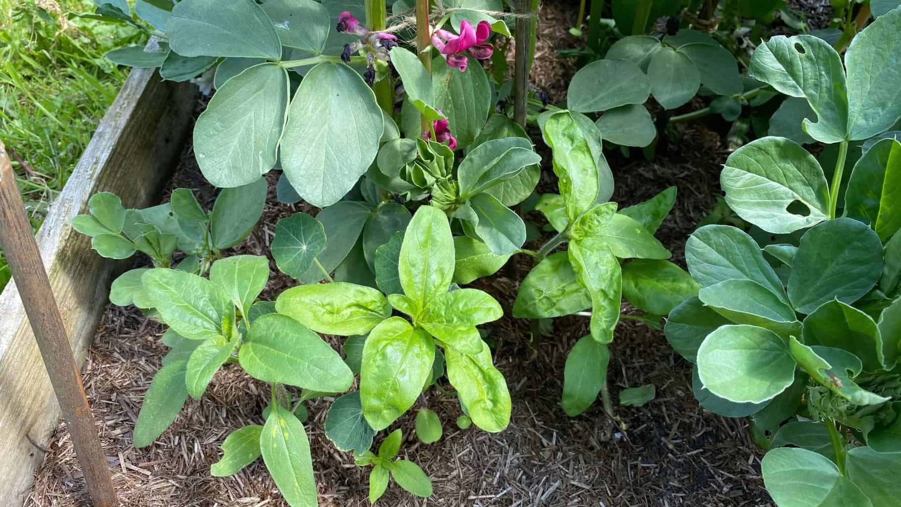 May Gardening - What To Do in the Garden in May May-gardening-sunflowers