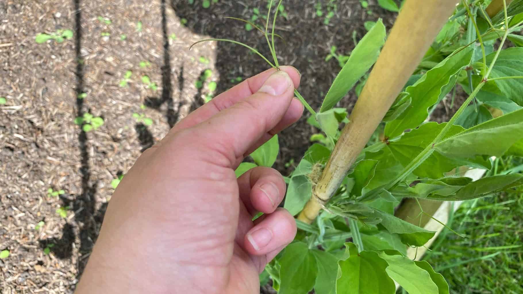 May Gardening - What To Do in the Garden in May May-gardening-sweet-peas-pinching-out