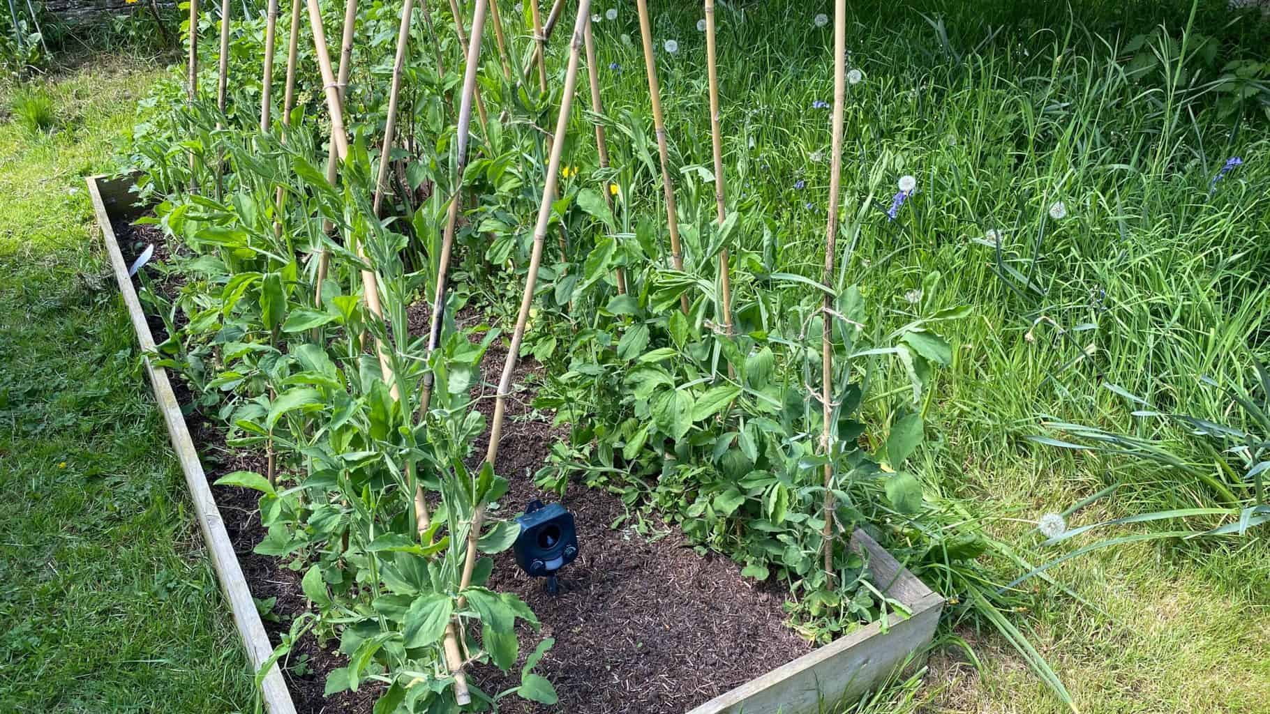 May Gardening - What To Do in the Garden in May May-gardening-sweet-peas