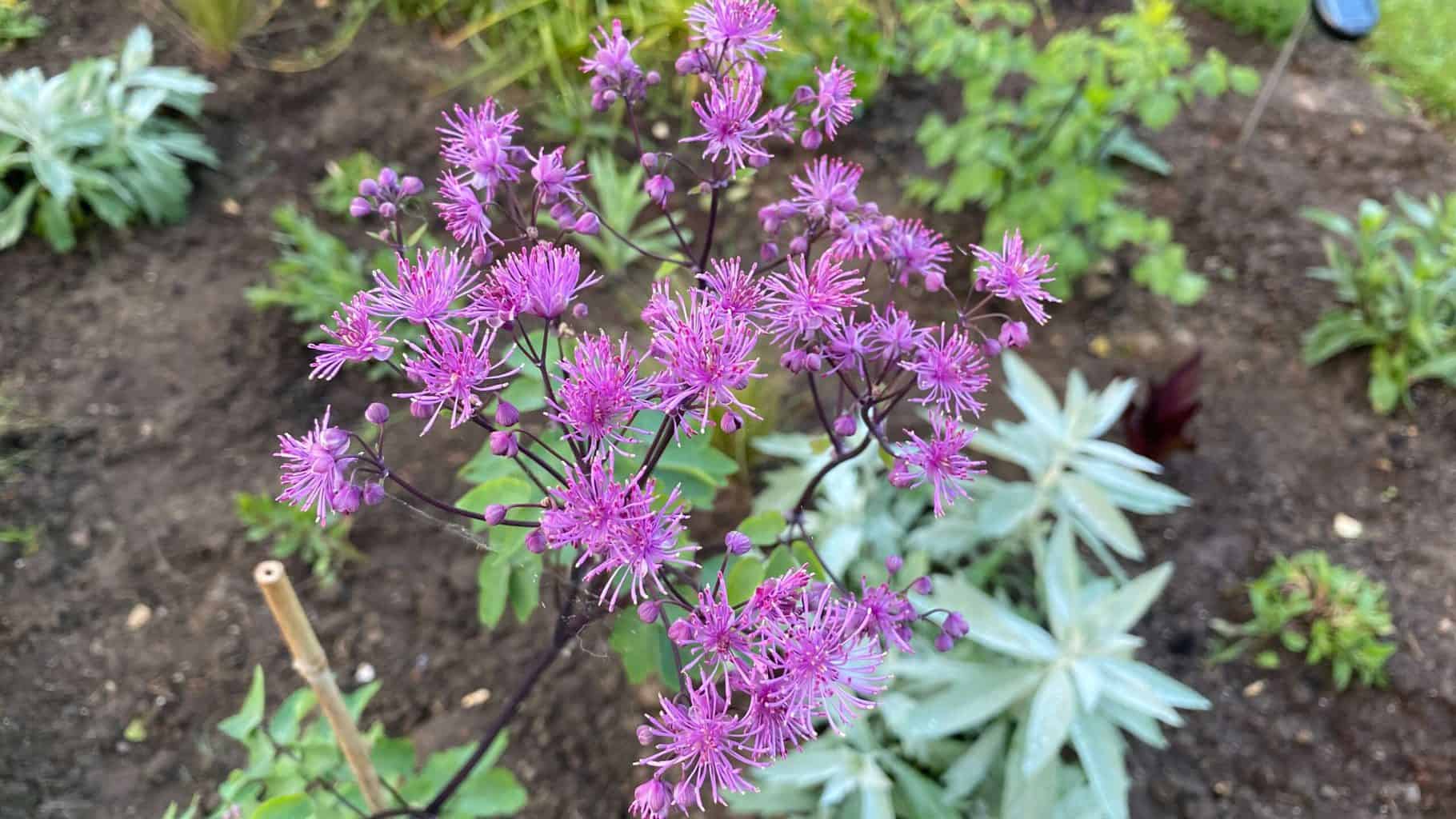 May Gardening - What To Do in the Garden in May May-gardening-thalictrums