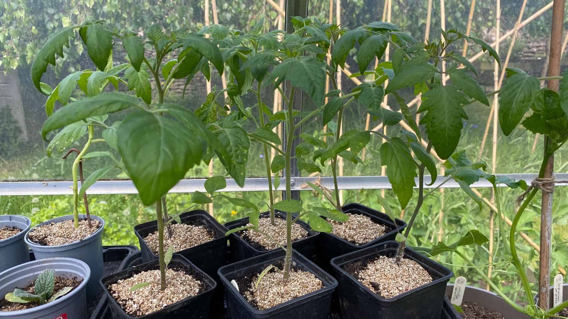 May Gardening - What To Do in the Garden in May May-gardening-tomato-seedlings