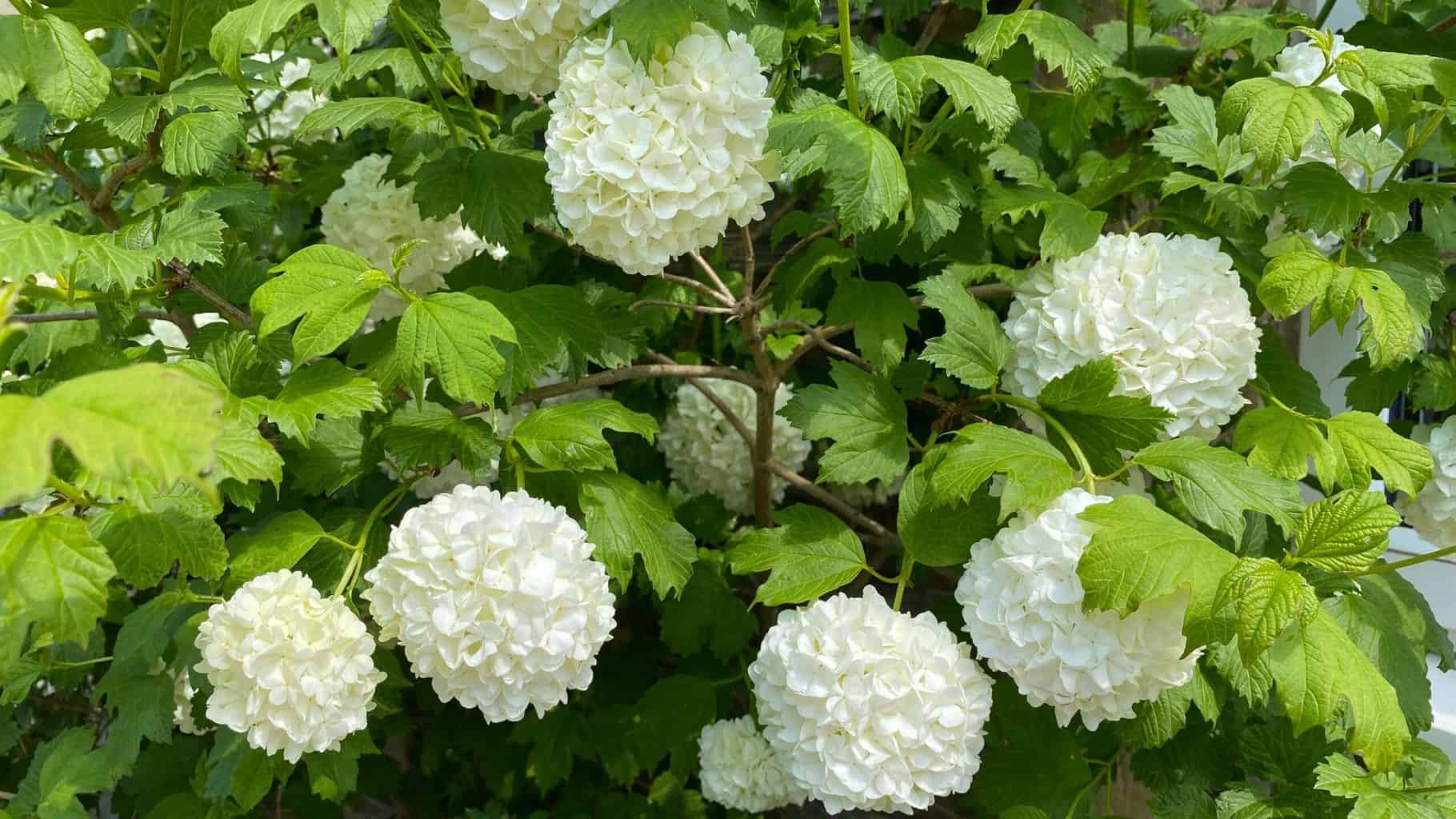 May Gardening - What To Do in the Garden in May May-gardening-viburnum-bush