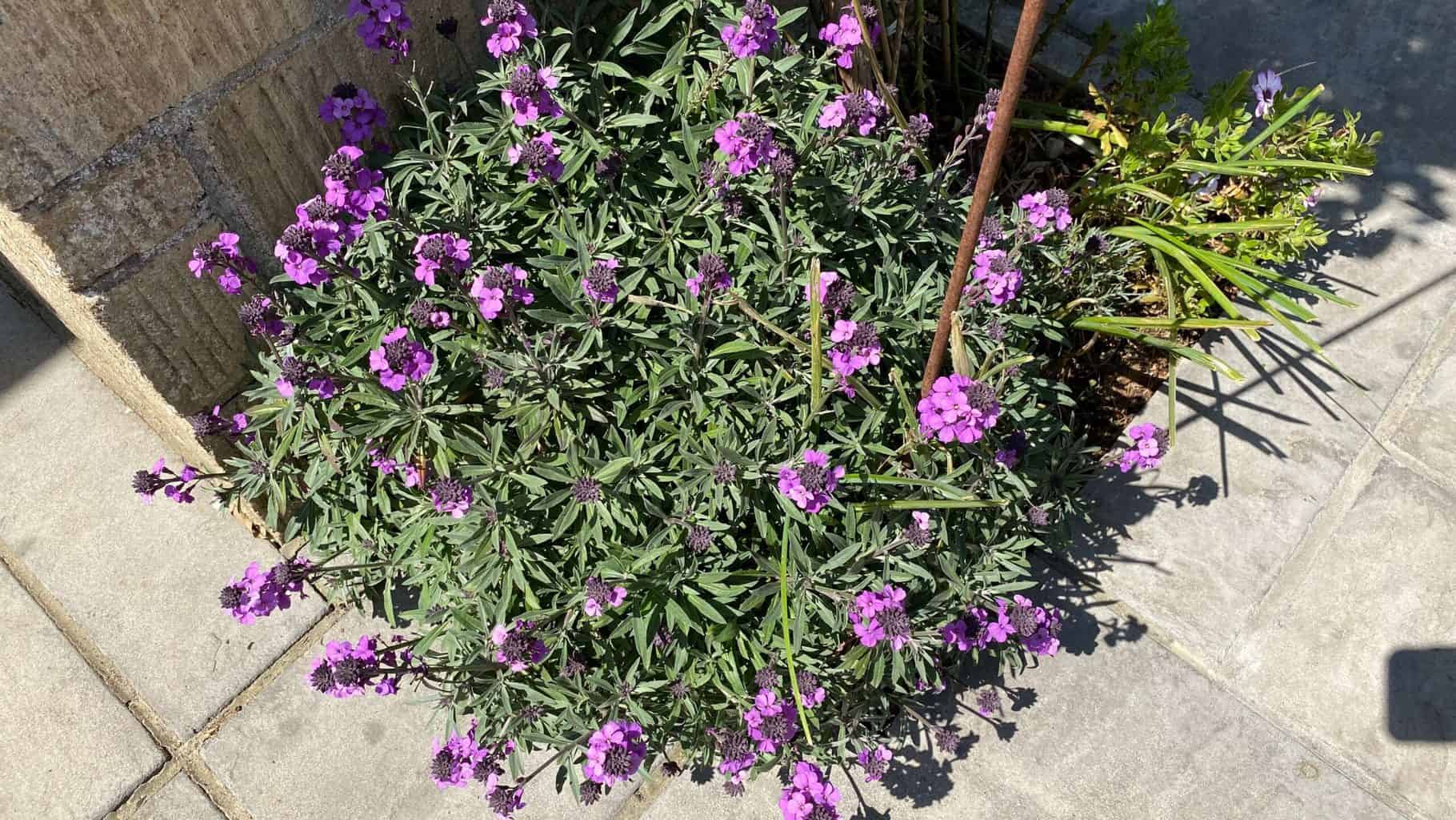 May Gardening - What To Do in the Garden in May May-gardening-wallflowers-bowles-mauve