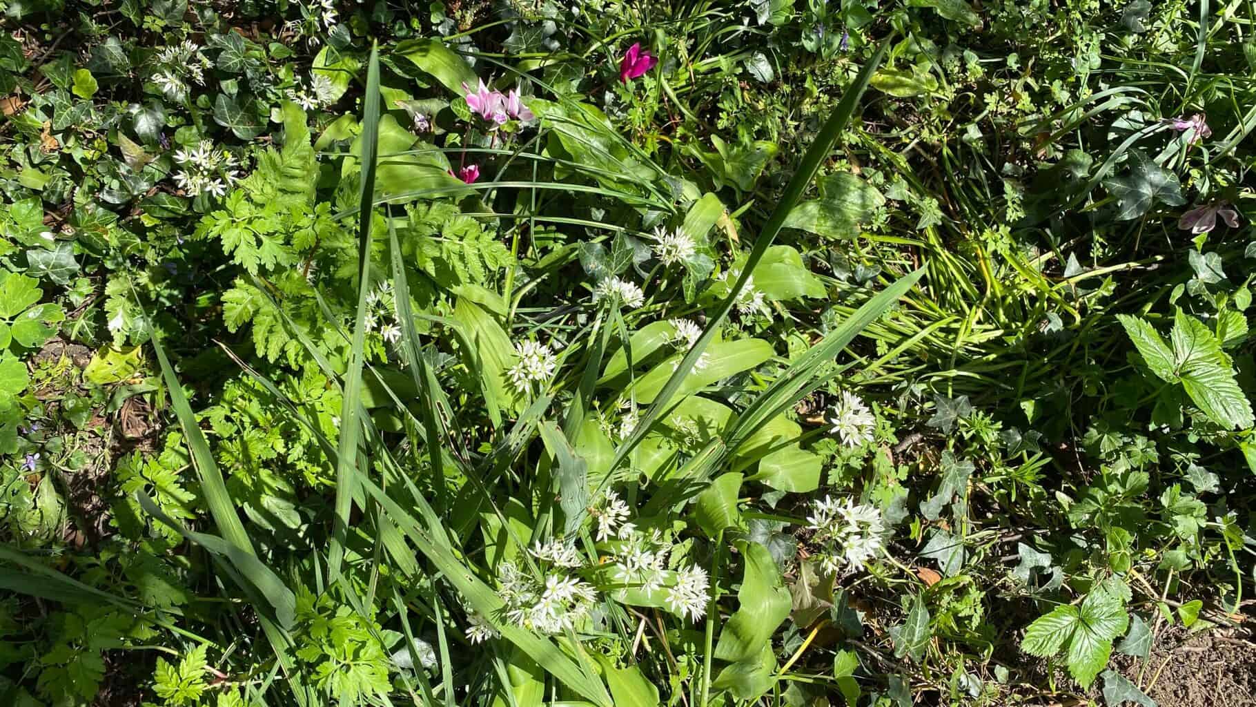 May Gardening - What To Do in the Garden in May May-gardening-wild-garlic