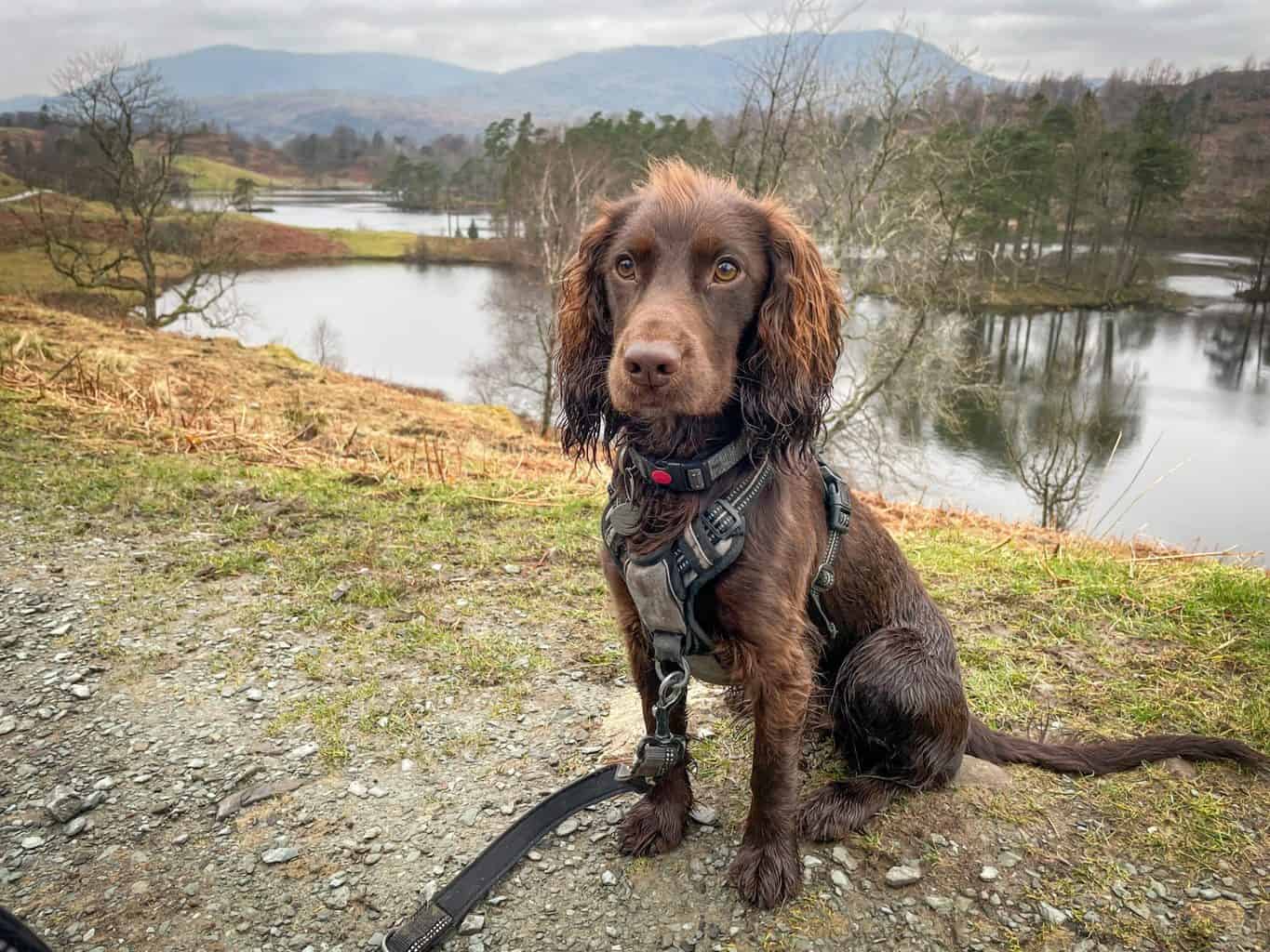 Why Luxury Lodges in Scotland Are Perfect for a Nature Holiday * luxury-lodges-in-scotland-dog-friendly