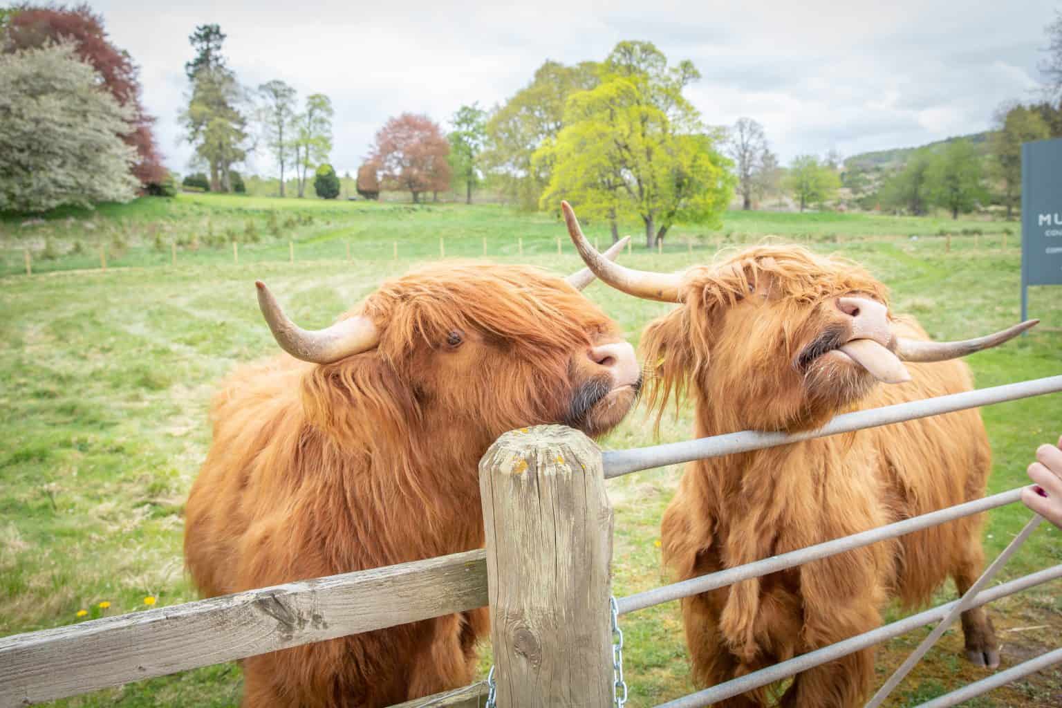 Why Luxury Lodges in Scotland Are Perfect for a Nature Holiday * luxury-lodges-in-scotland-highland-coos-Hamish-and-Dougal