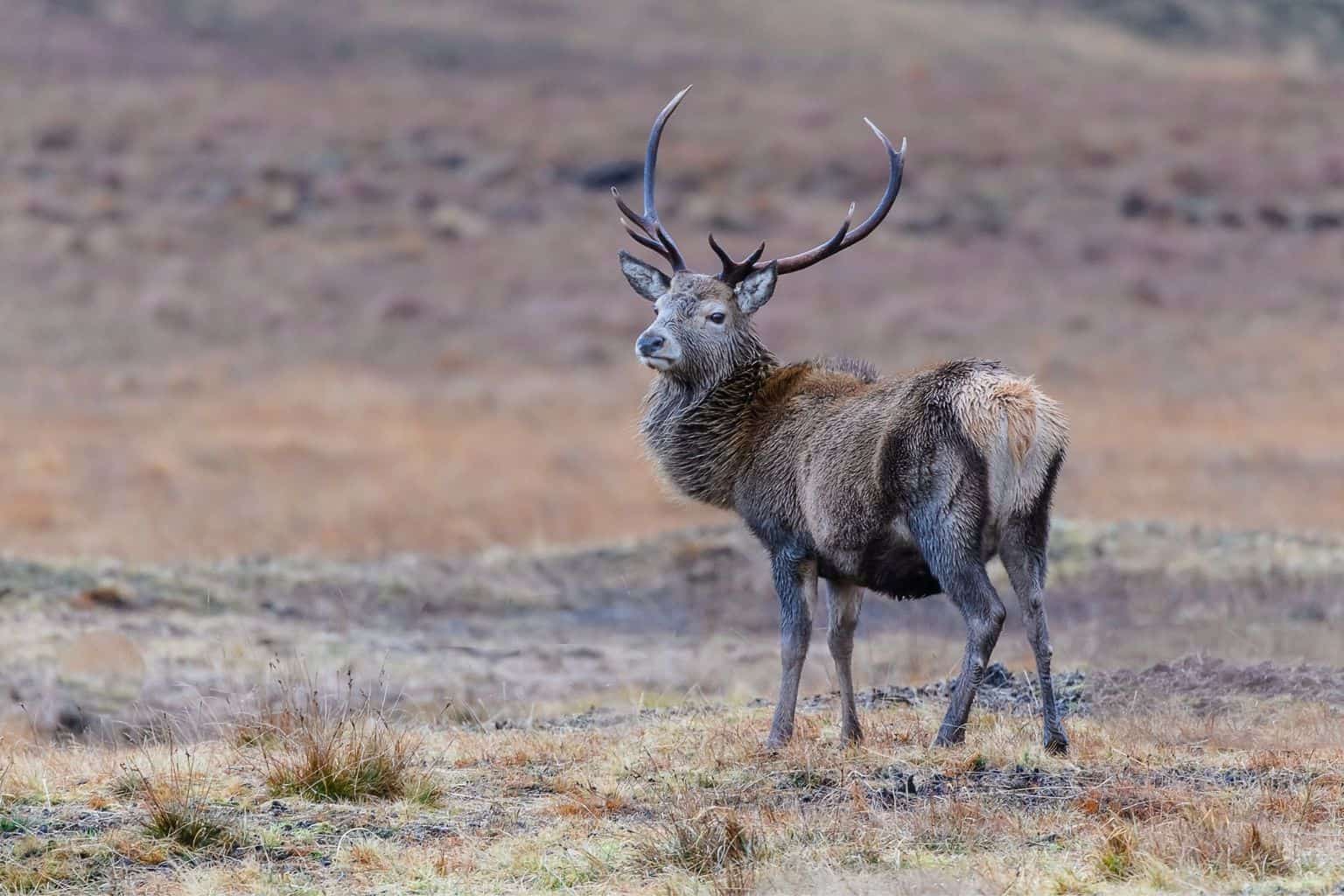 Why Luxury Lodges in Scotland Are Perfect for a Nature Holiday * luxury-lodges-in-scotland-red-deer