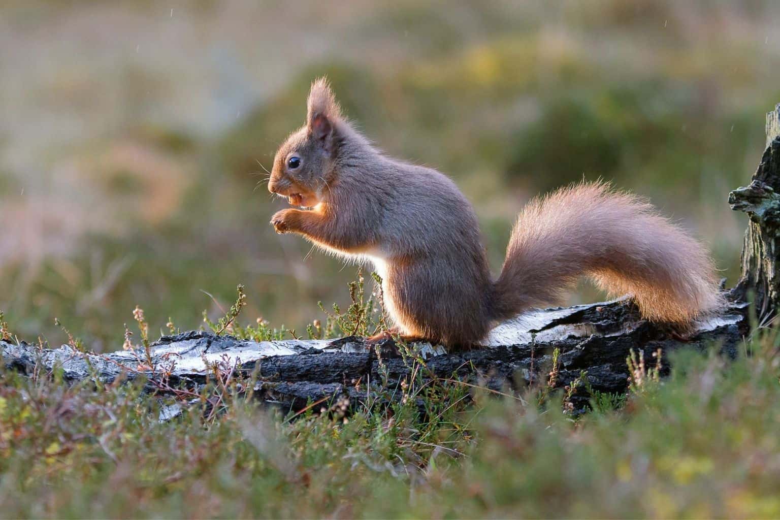 Why Luxury Lodges in Scotland Are Perfect for a Nature Holiday * luxury-lodges-in-scotland-red-squirrel