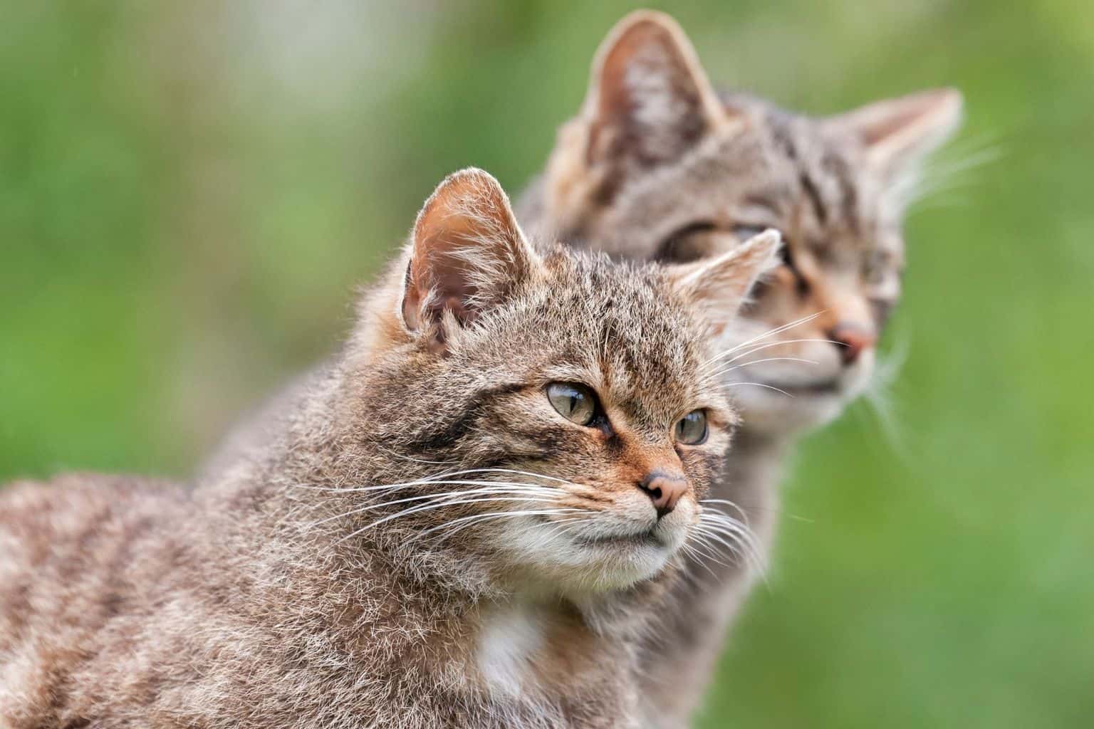 Why Luxury Lodges in Scotland Are Perfect for a Nature Holiday * luxury-lodges-in-scotland-scottish-wildcats