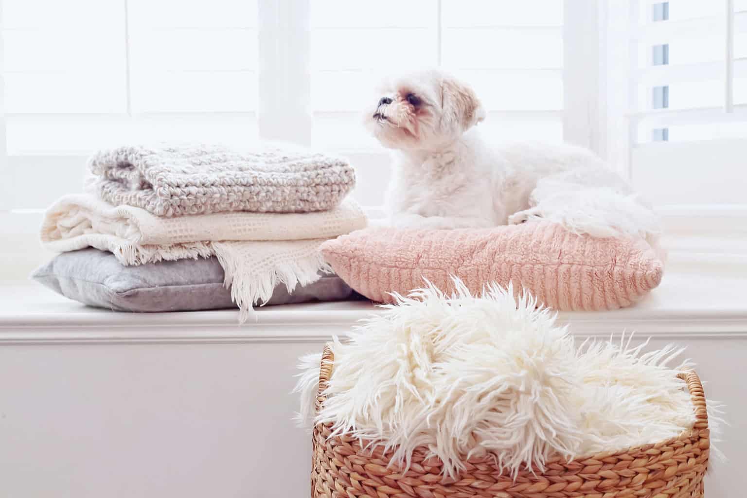 5 Great Mobile Businesses You Can Start During Any Economy * mobile-businesses-dog-grooming