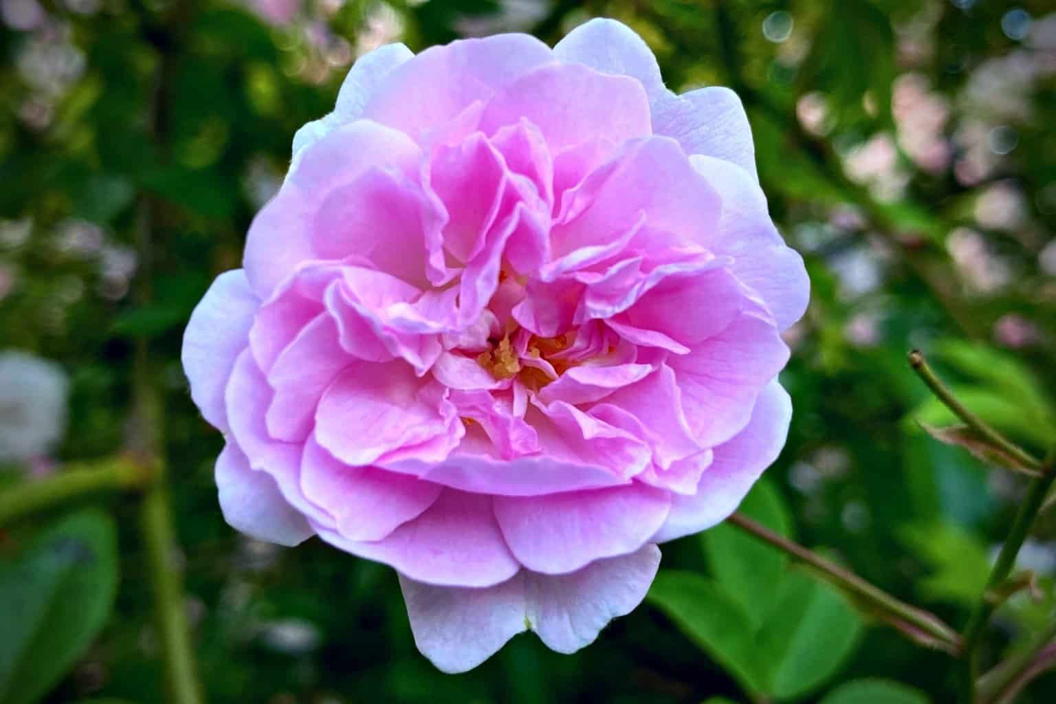 June Gardening - What To Do in the Garden in June June-gardening-pink-rose