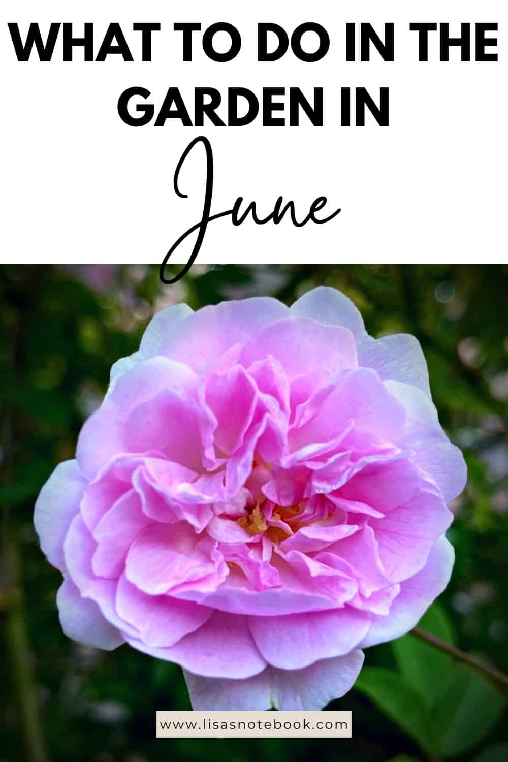 June Gardening - What To Do in the Garden in June June-gardening-pink-rose