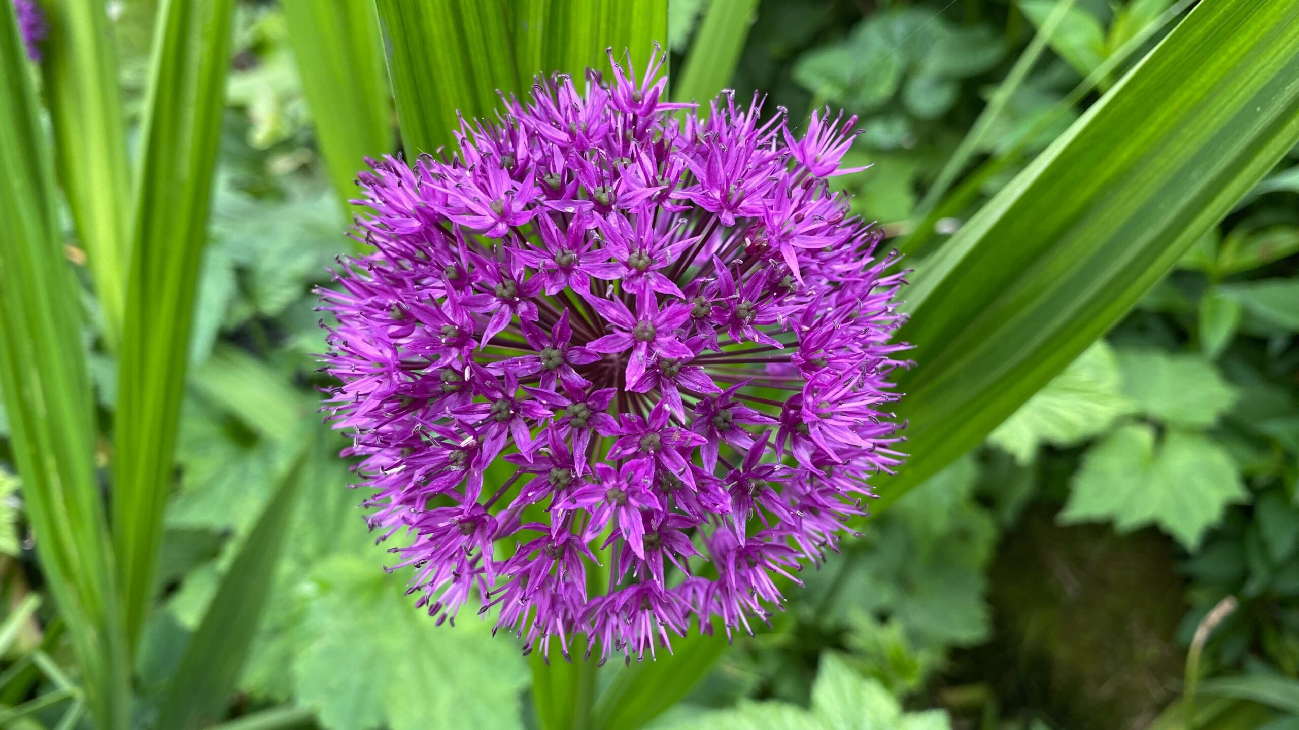 June Gardening - What To Do in the Garden in June june-gardening-alliums-purple