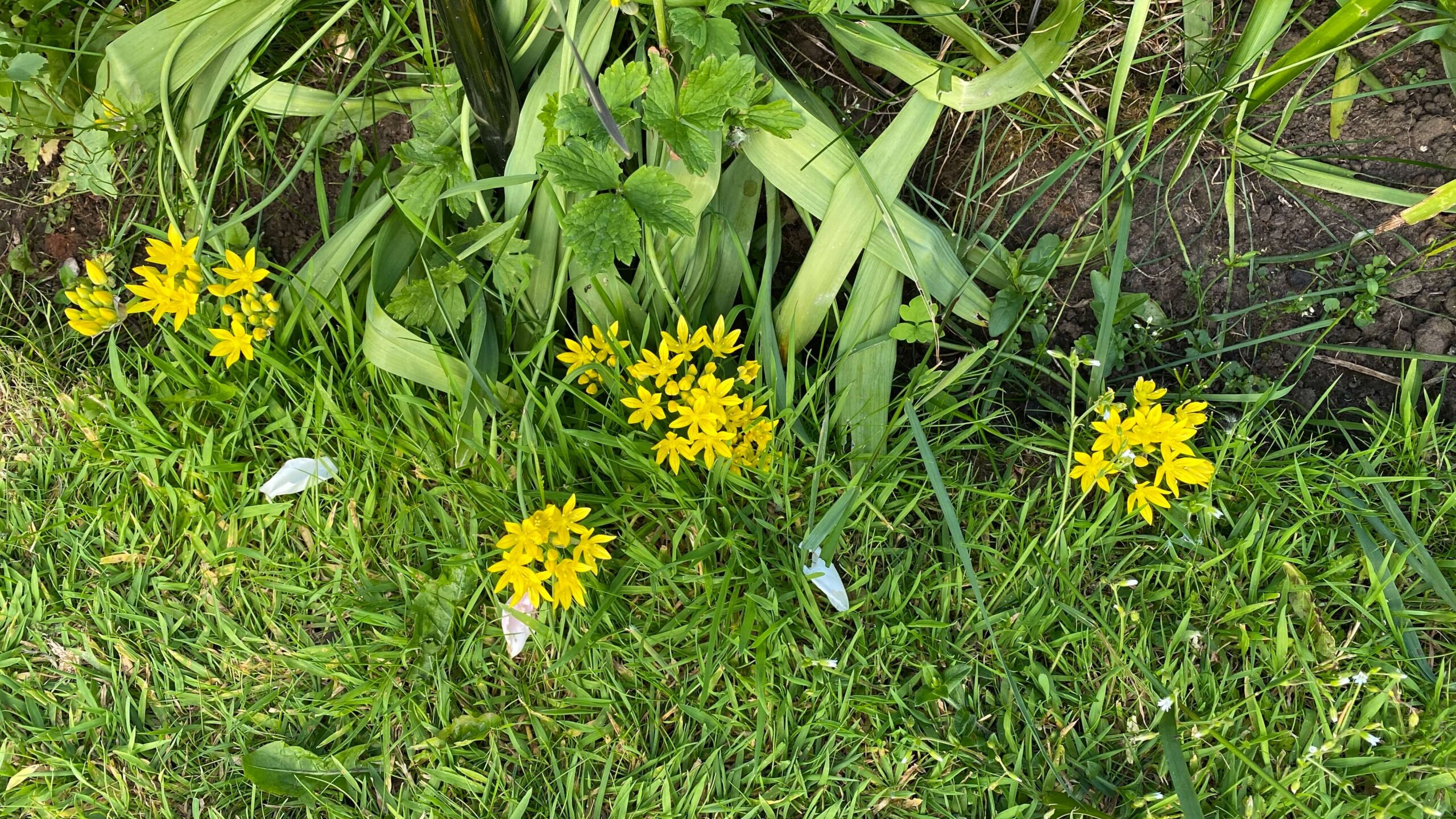 June Gardening - What To Do in the Garden in June june-gardening-alliums-yellow