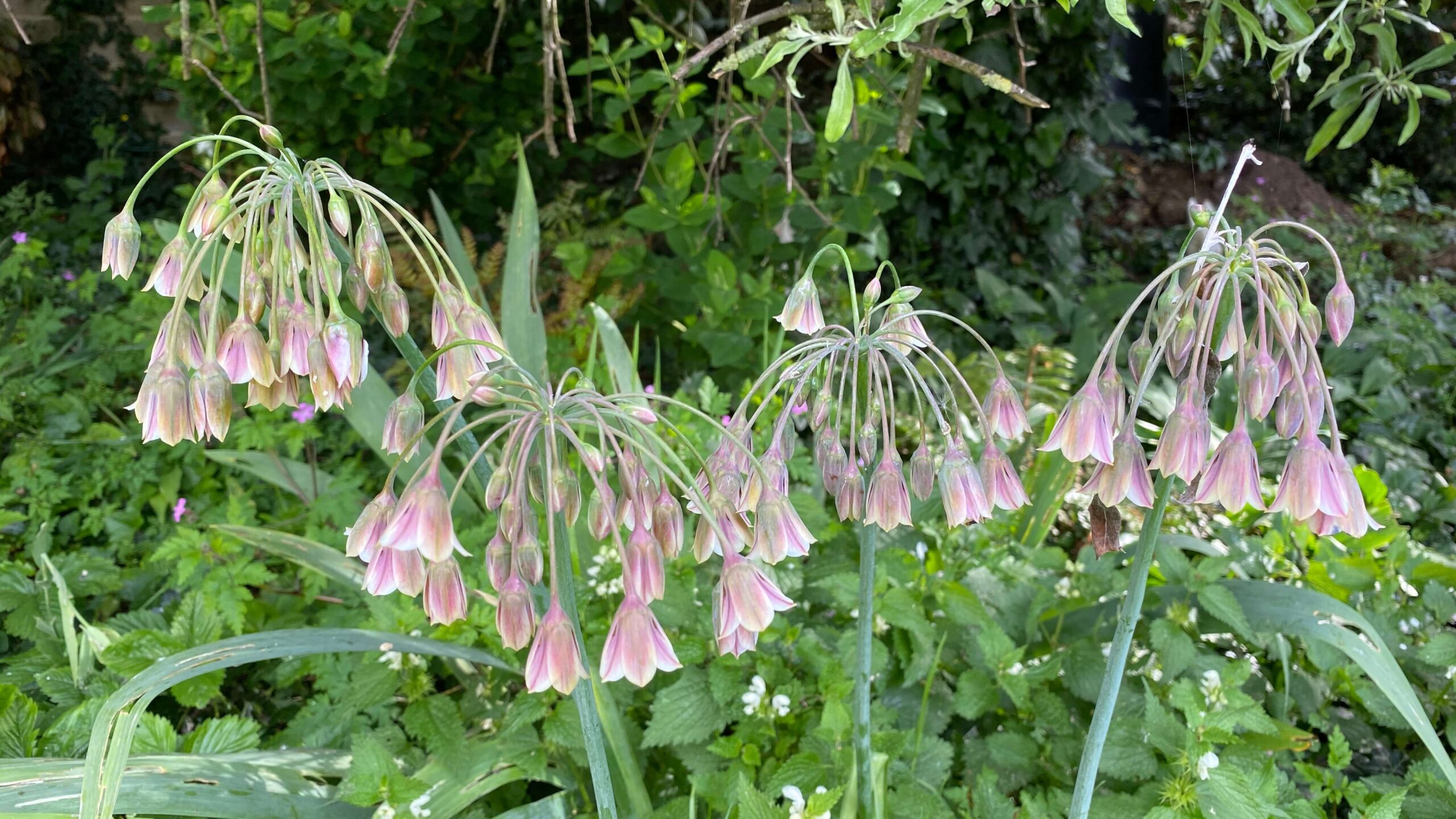 June Gardening - What To Do in the Garden in June june-gardening-allums-nectaroscordum