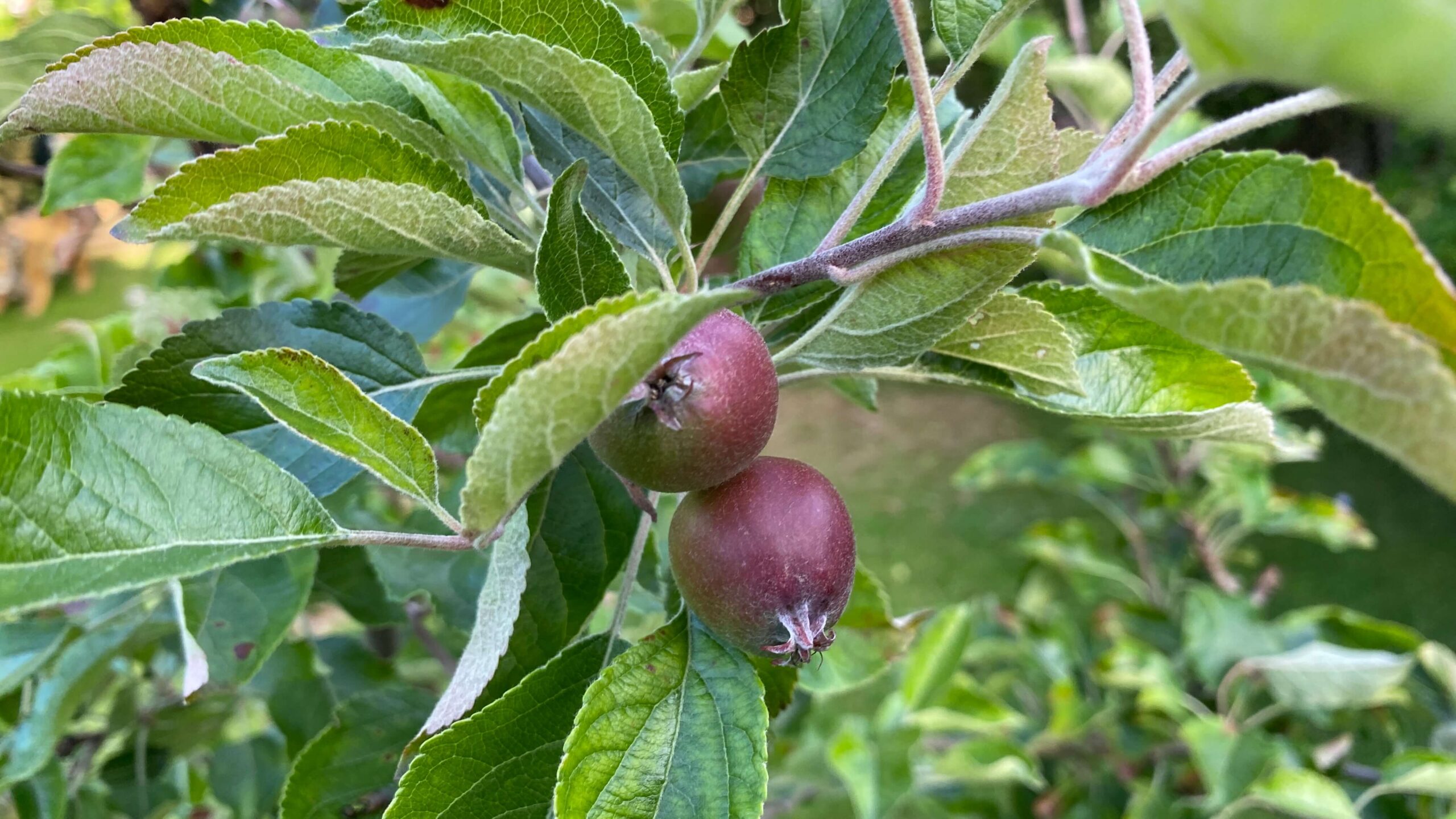 June Gardening - What To Do in the Garden in June june-gardening-apples-bramley