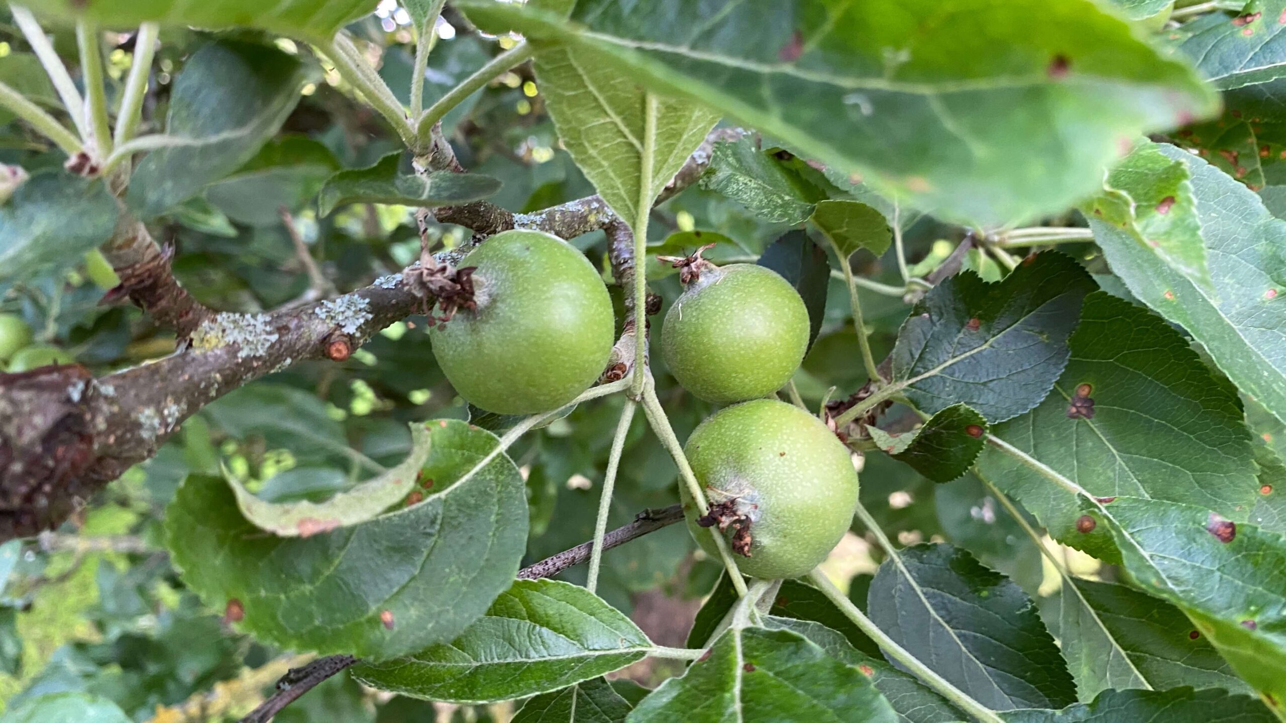 June Gardening - What To Do in the Garden in June june-gardening-apples