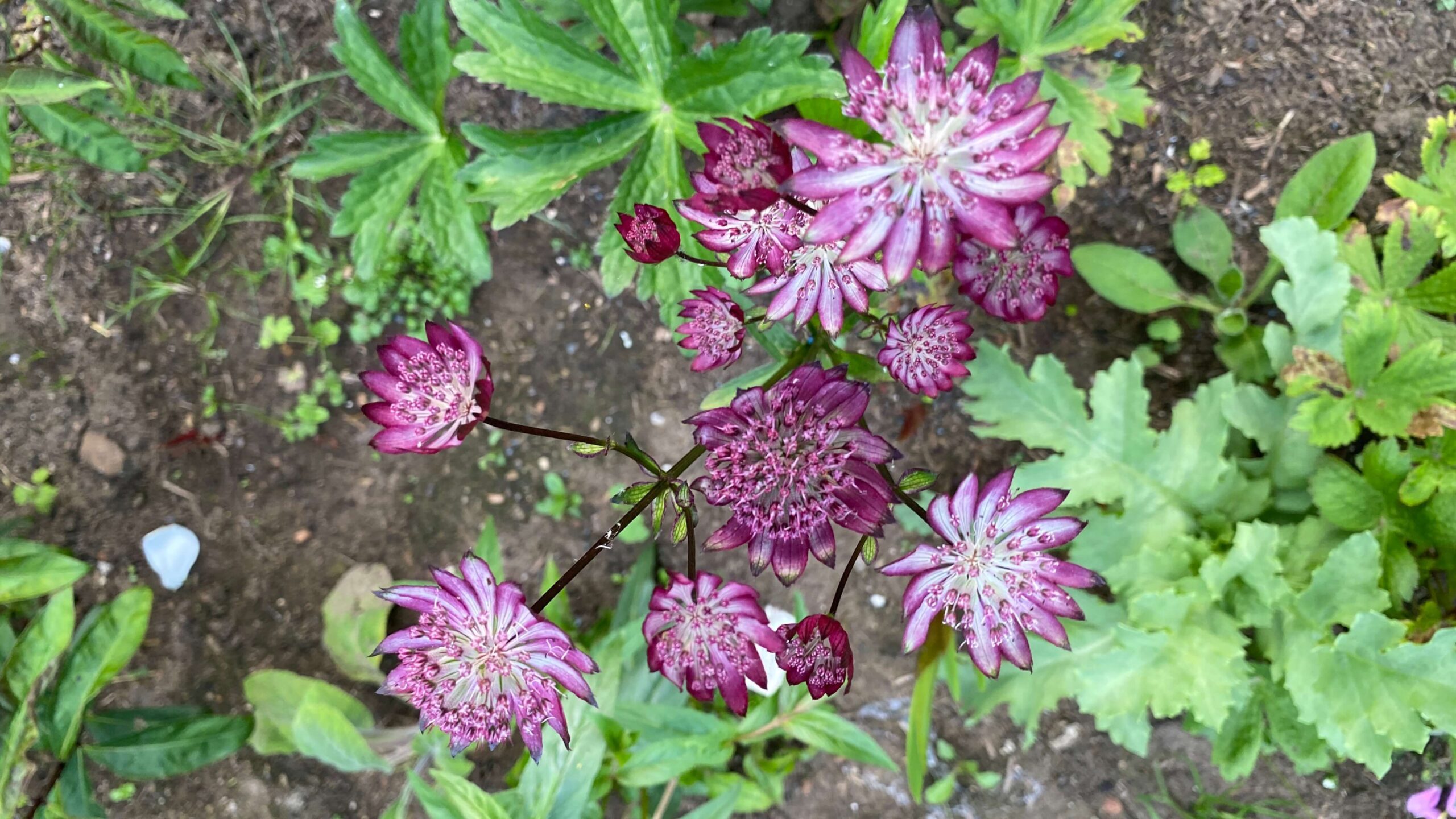 June Gardening - What To Do in the Garden in June june-gardening-astrantia-