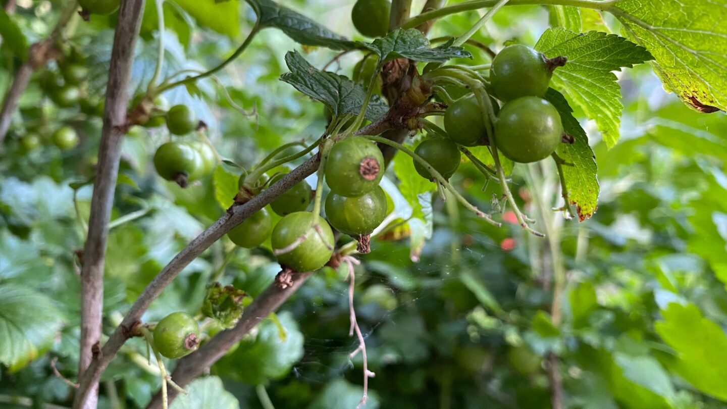 June Gardening - What To Do in the Garden in June june-gardening-blackcurrants
