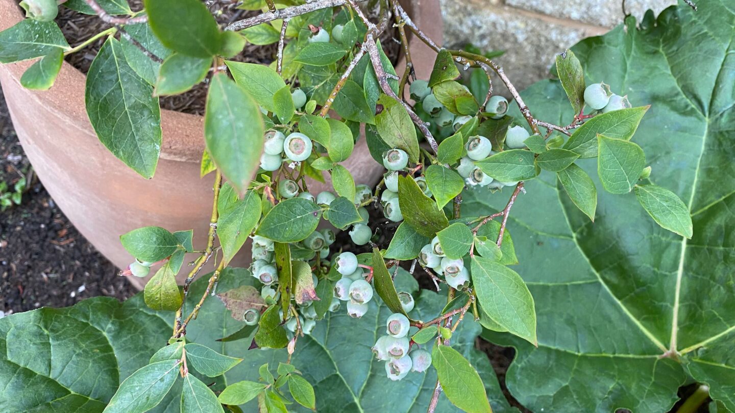 June Gardening - What To Do in the Garden in June june-gardening-blueberries