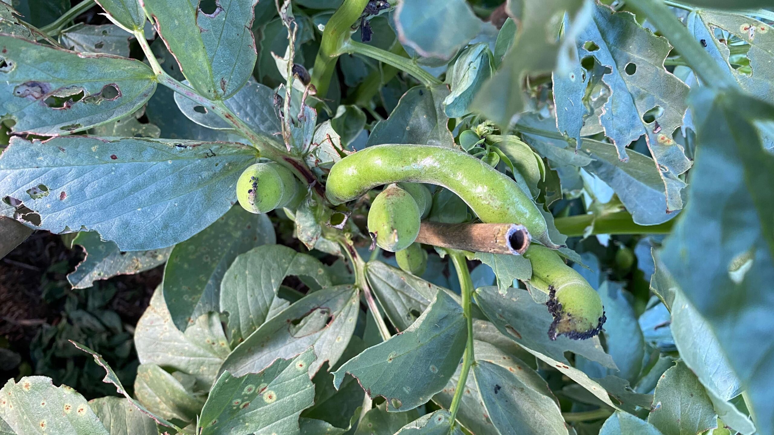 June Gardening - What To Do in the Garden in June june-gardening-broad-beans