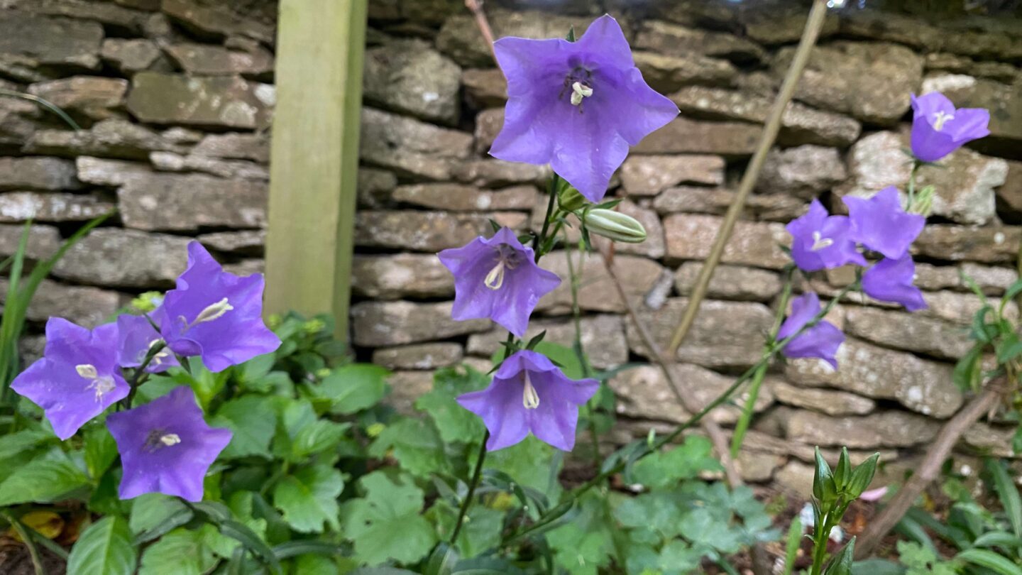 June Gardening - What To Do in the Garden in June june-gardening-campanula-canterbury-bells