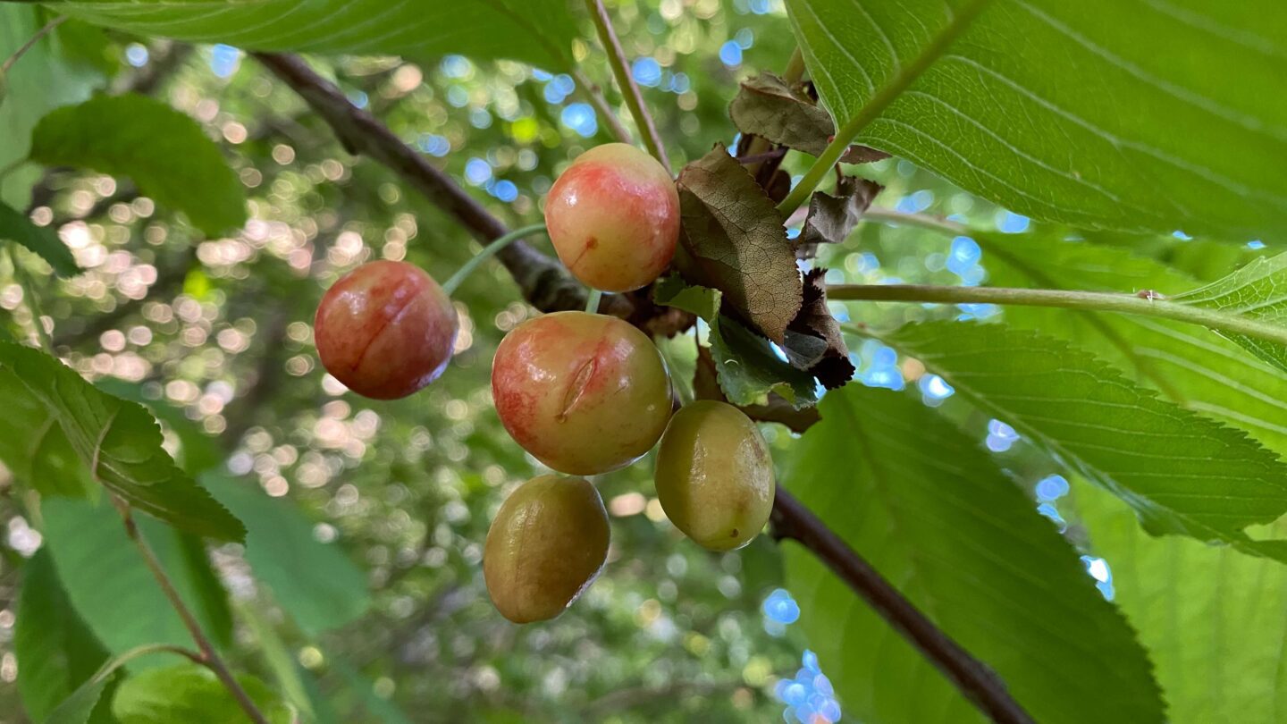 June Gardening - What To Do in the Garden in June june-gardening-cherries