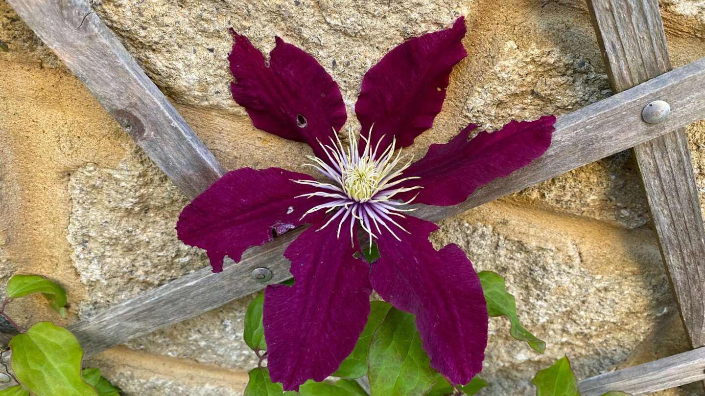 June Gardening - What To Do in the Garden in June june-gardening-clematis-maroon