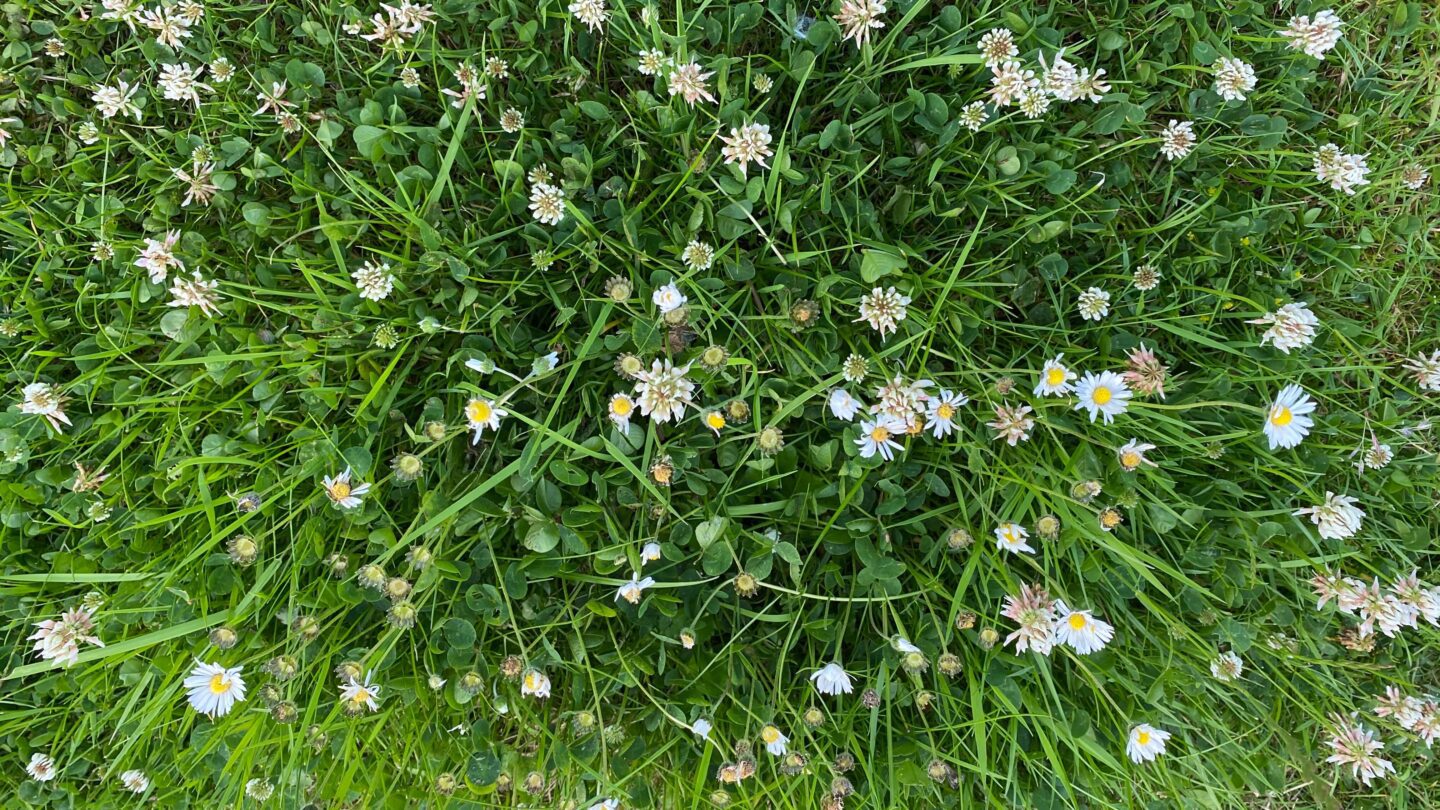 June Gardening - What To Do in the Garden in June june-gardening-clover-patch