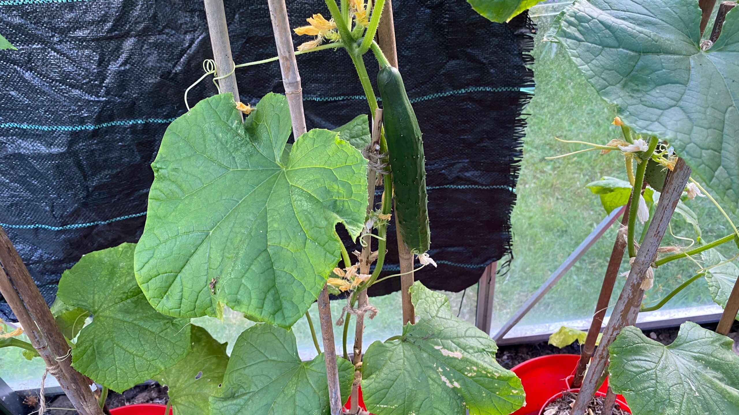 June Gardening - What To Do in the Garden in June june-gardening-cucumbers