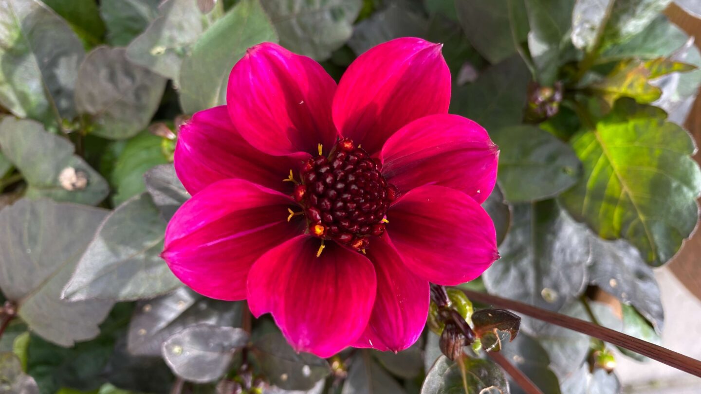 June Gardening - What To Do in the Garden in June june-gardening-dahlia-roxy