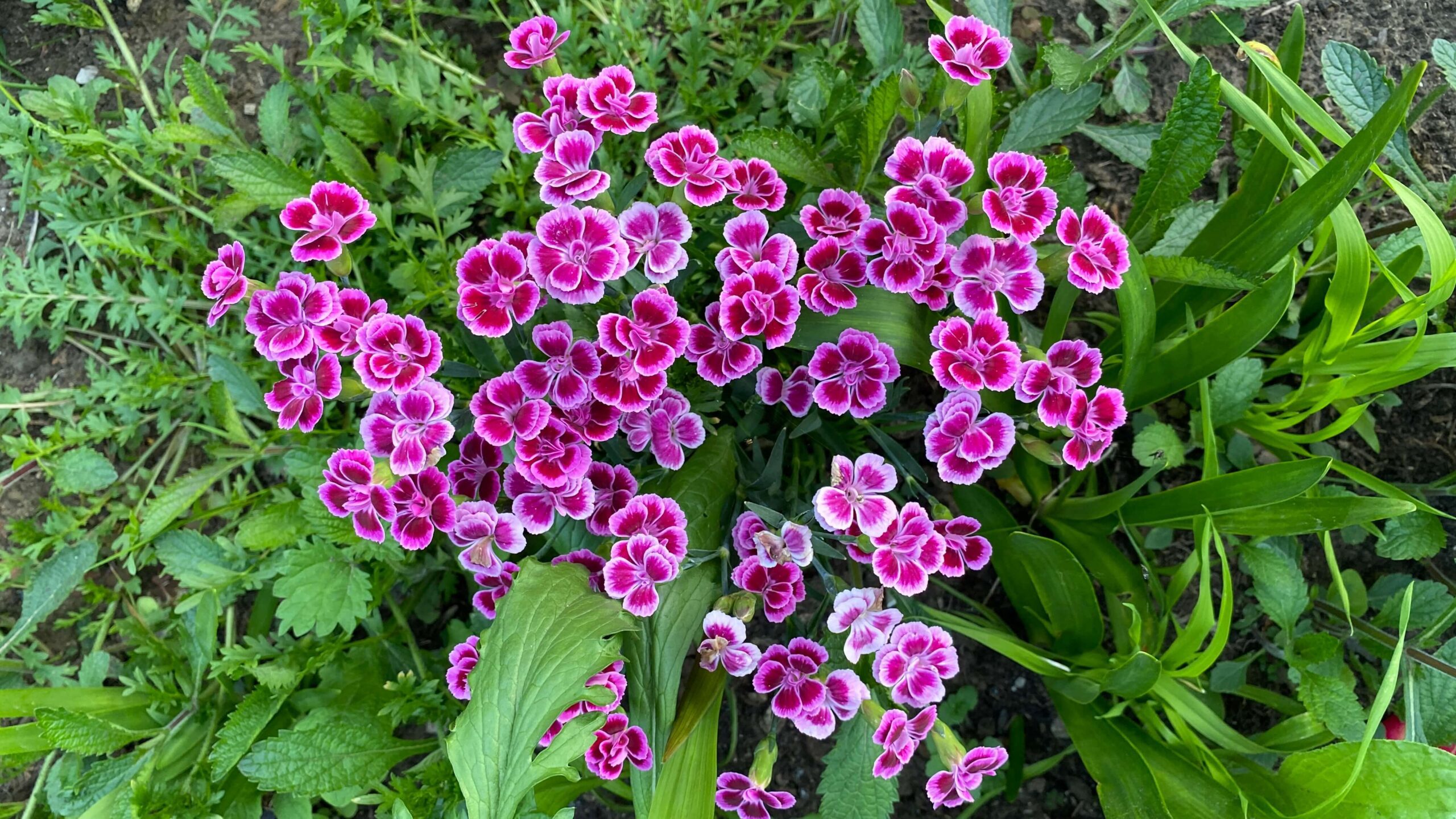 June Gardening - What To Do in the Garden in June june-gardening-dianthus-pink-and-white
