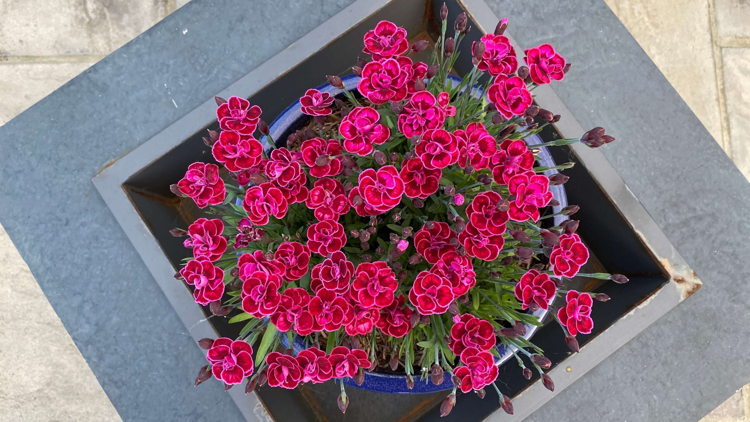 June Gardening - What To Do in the Garden in June june-gardening-dianthus-pink
