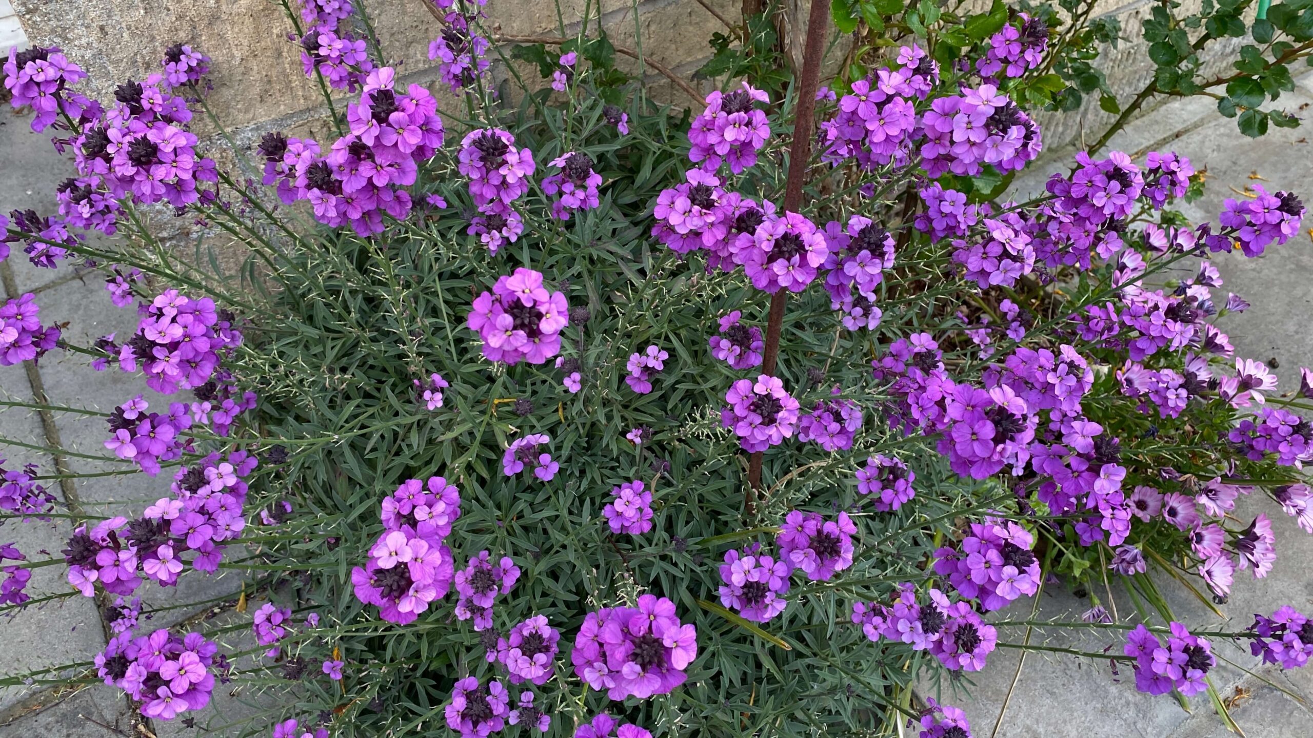 June Gardening - What To Do in the Garden in June june-gardening-erysimum-bowles-mauve
