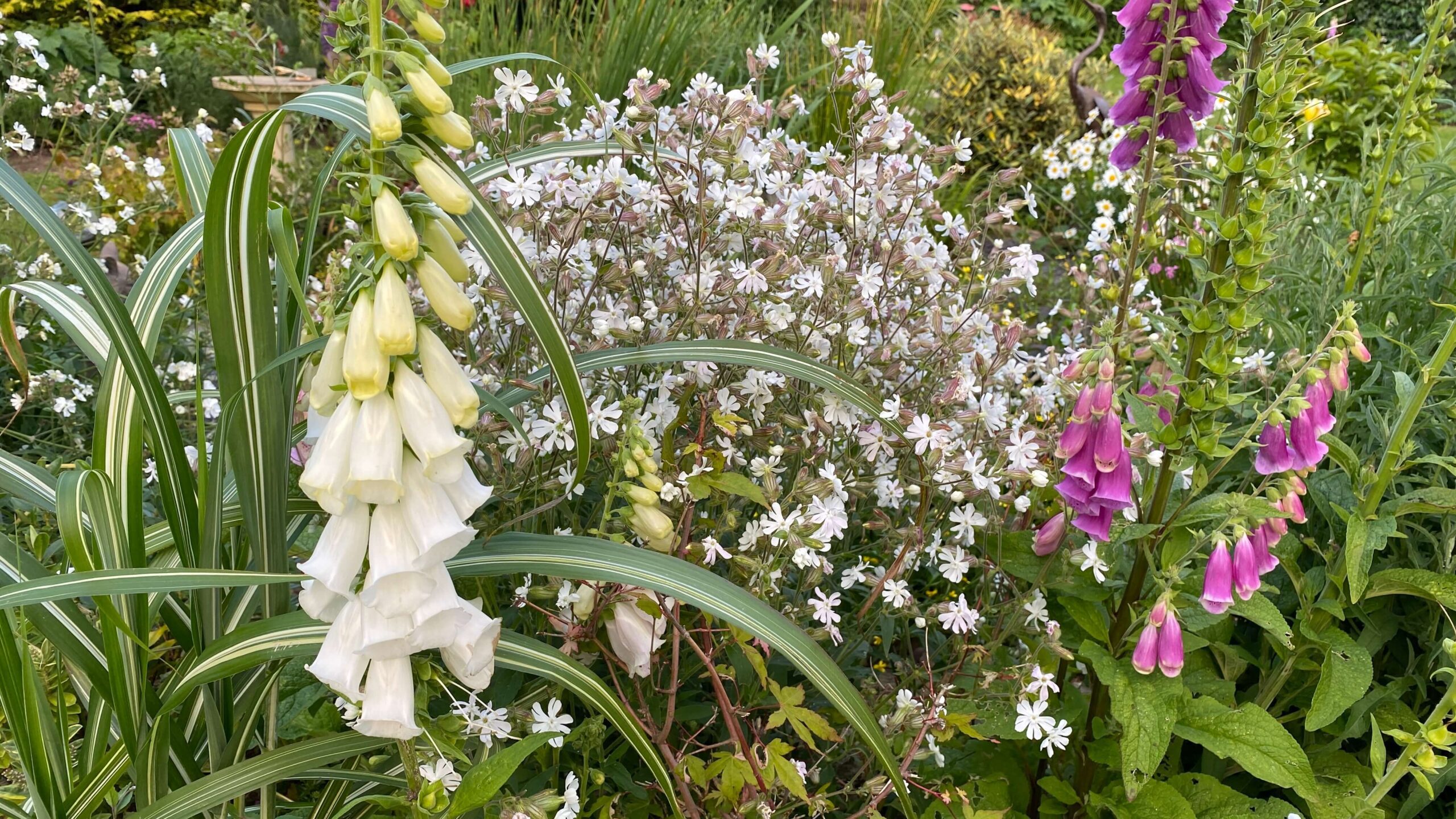 June Gardening - What To Do in the Garden in June june-gardening-foxgloves-silene