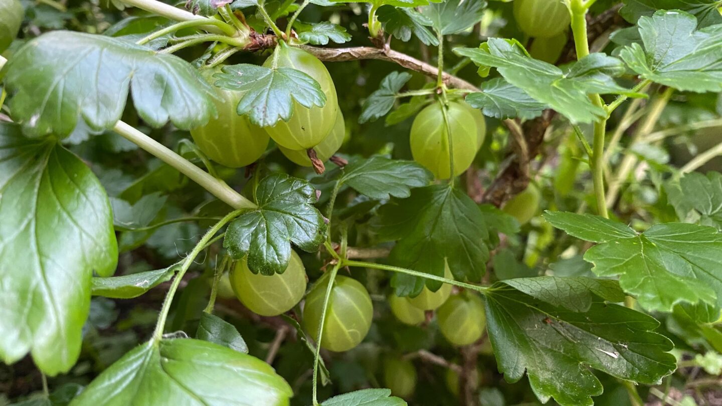 June Gardening - What To Do in the Garden in June june-gardening-gooseberries