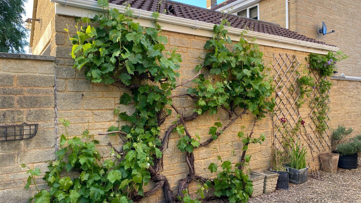 June Gardening - What To Do in the Garden in June june-gardening-grapevine