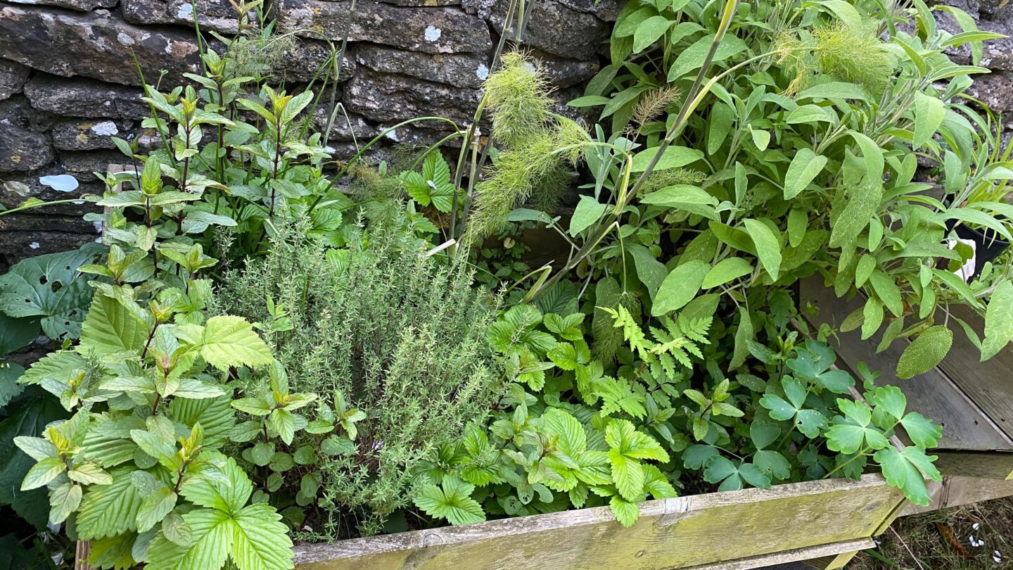 June Gardening - What To Do in the Garden in June june-gardening-herbs