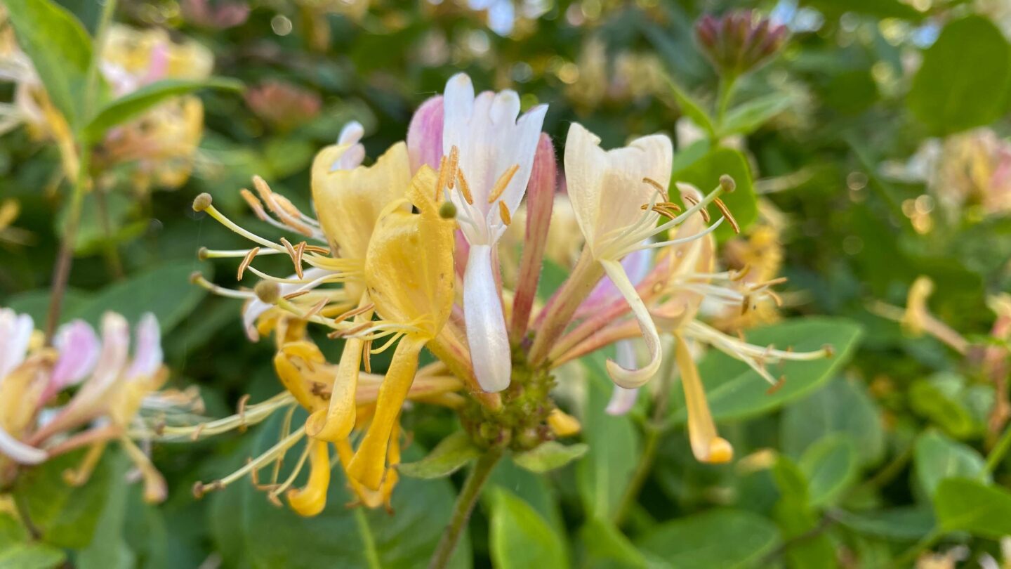 June Gardening - What To Do in the Garden in June june-gardening-honeysuckle