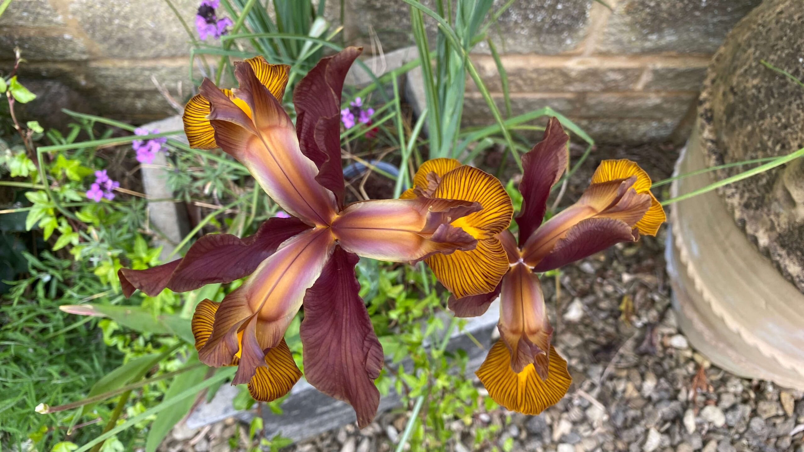 June Gardening - What To Do in the Garden in June june-gardening-iris-tigers-eye