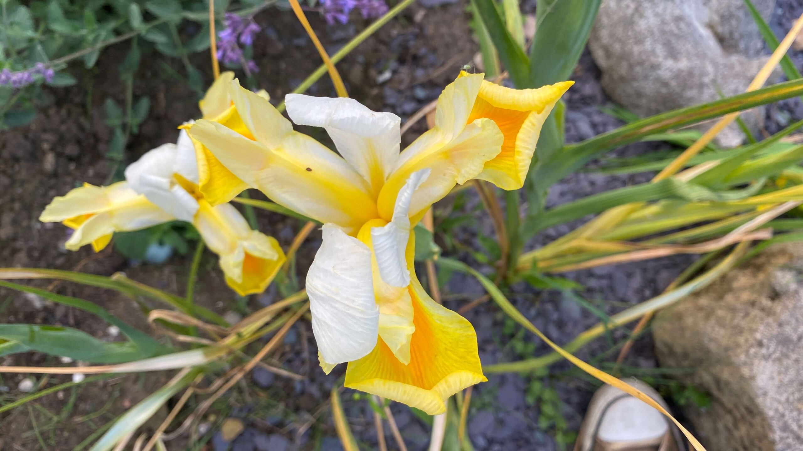 June Gardening - What To Do in the Garden in June june-gardening-iris-yellow