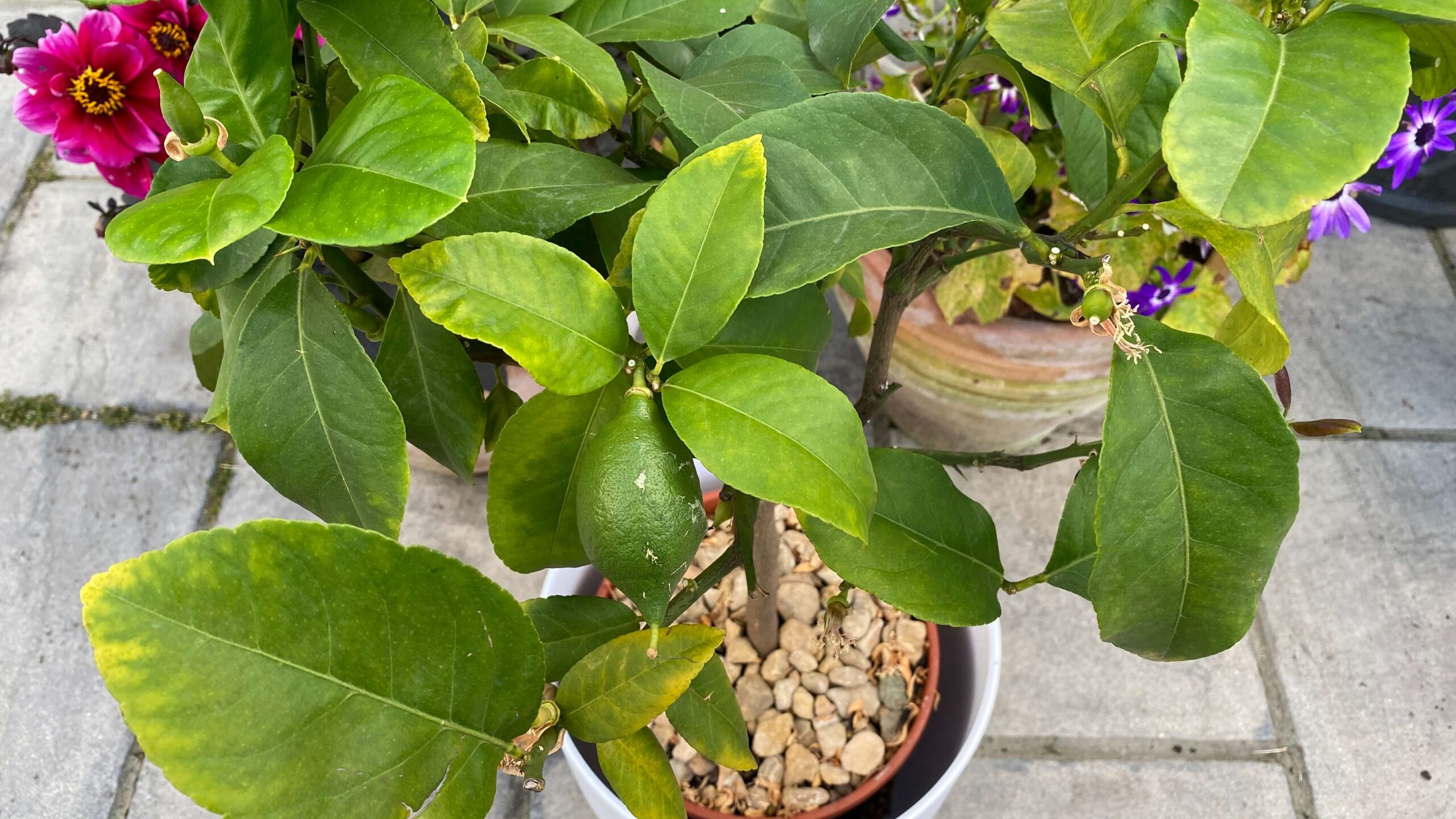 June Gardening - What To Do in the Garden in June june-gardening-lemon-tree